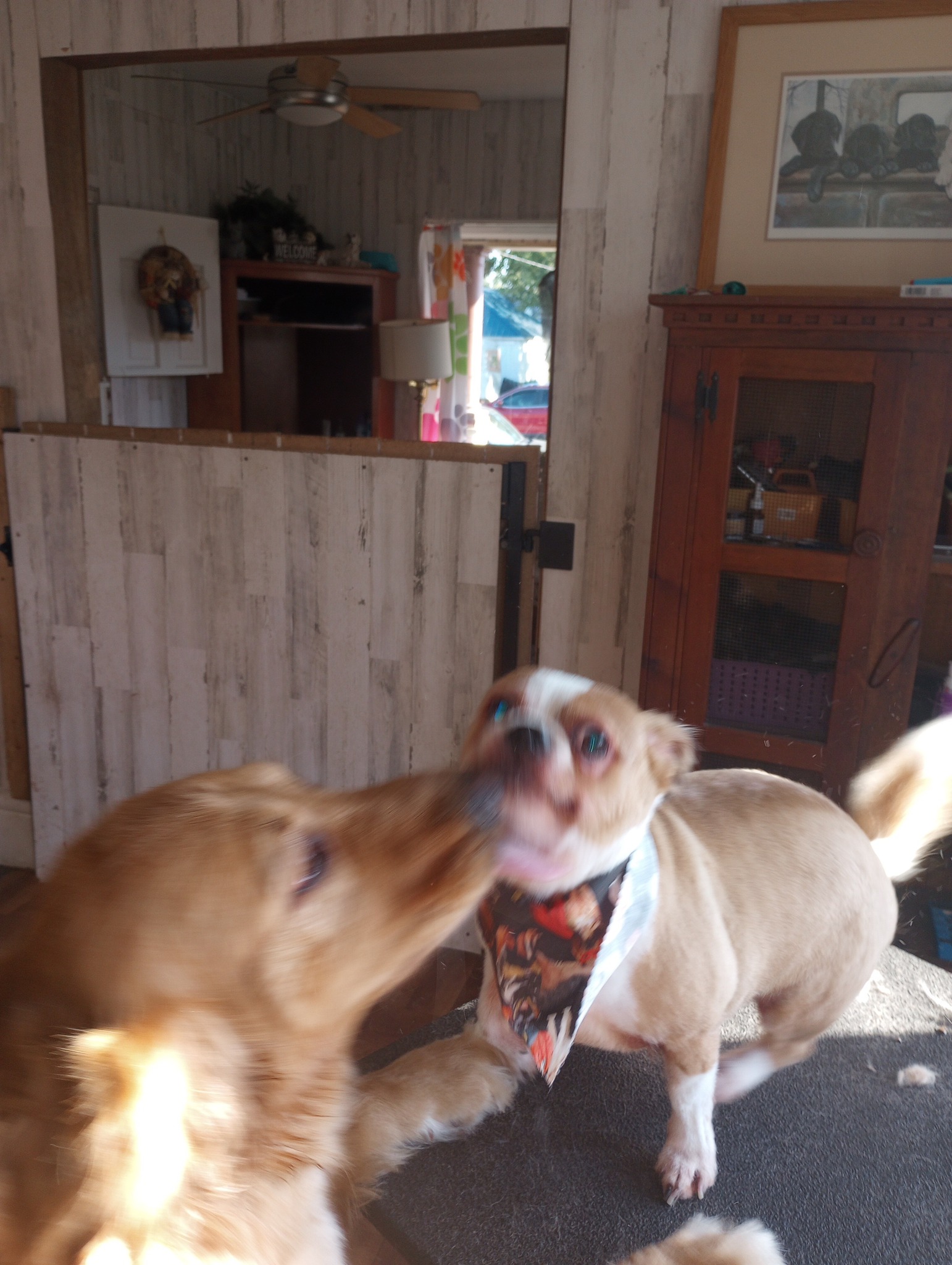 Kountry Klipping LLC Pet Grooming Mount Sterling