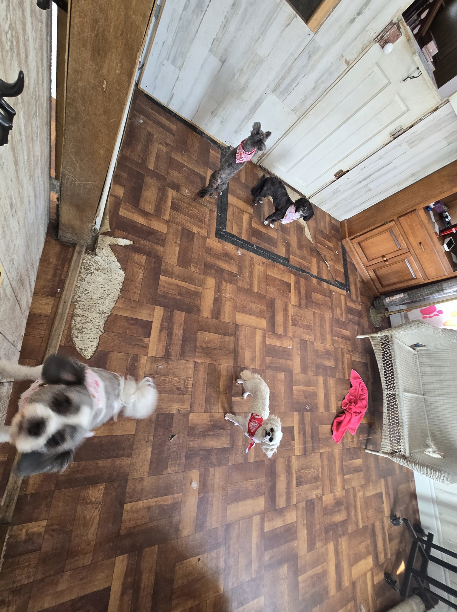 Kountry Klipping LLC Pet Grooming Mount Sterling