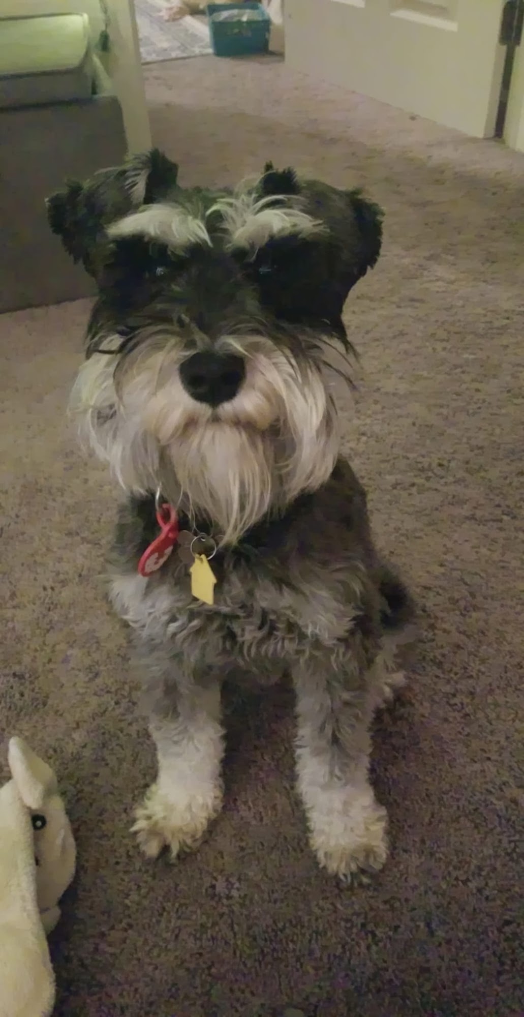 Canyon's Miniature Schnauzers Mount Sterling