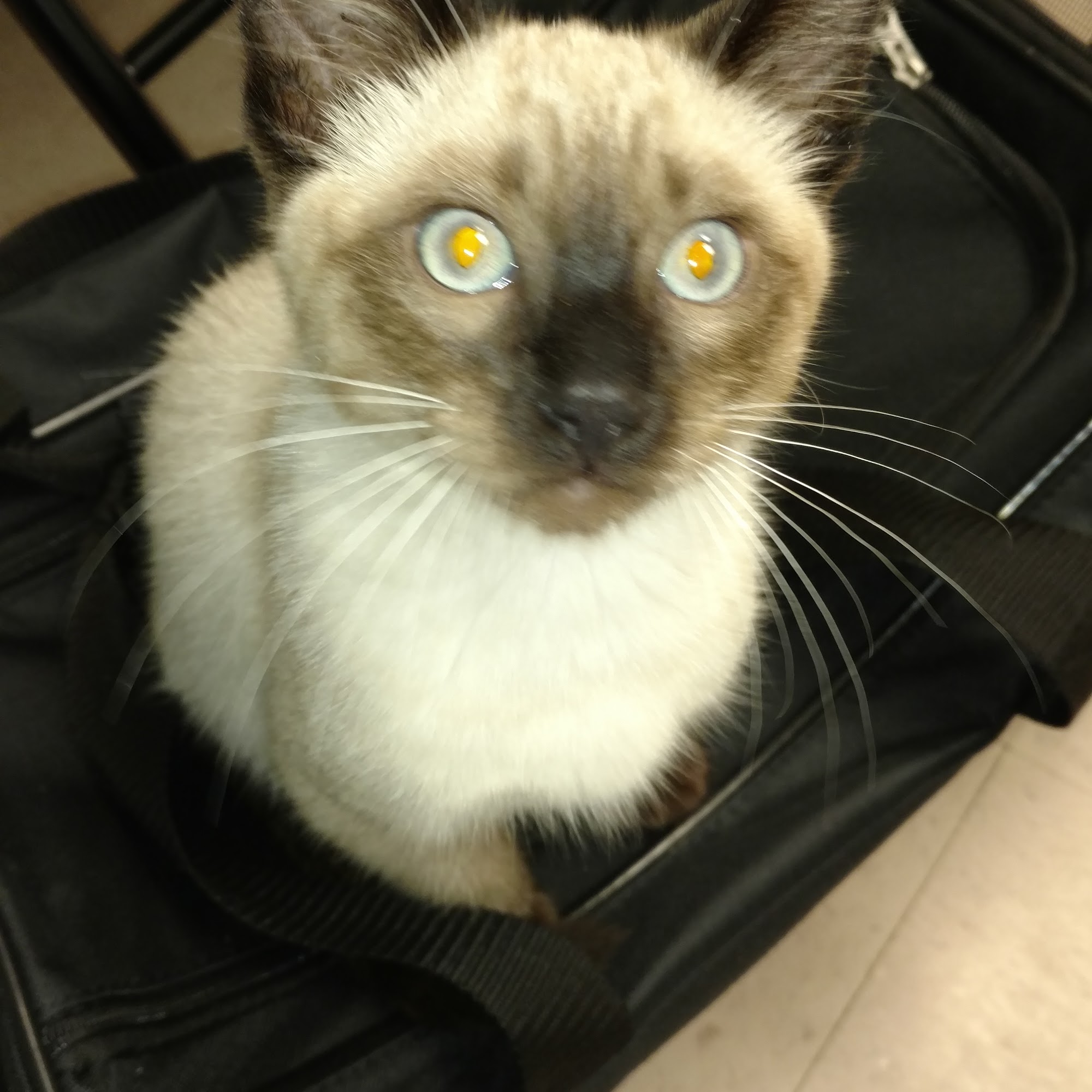 Town & Country Veterinary Mount Vernon