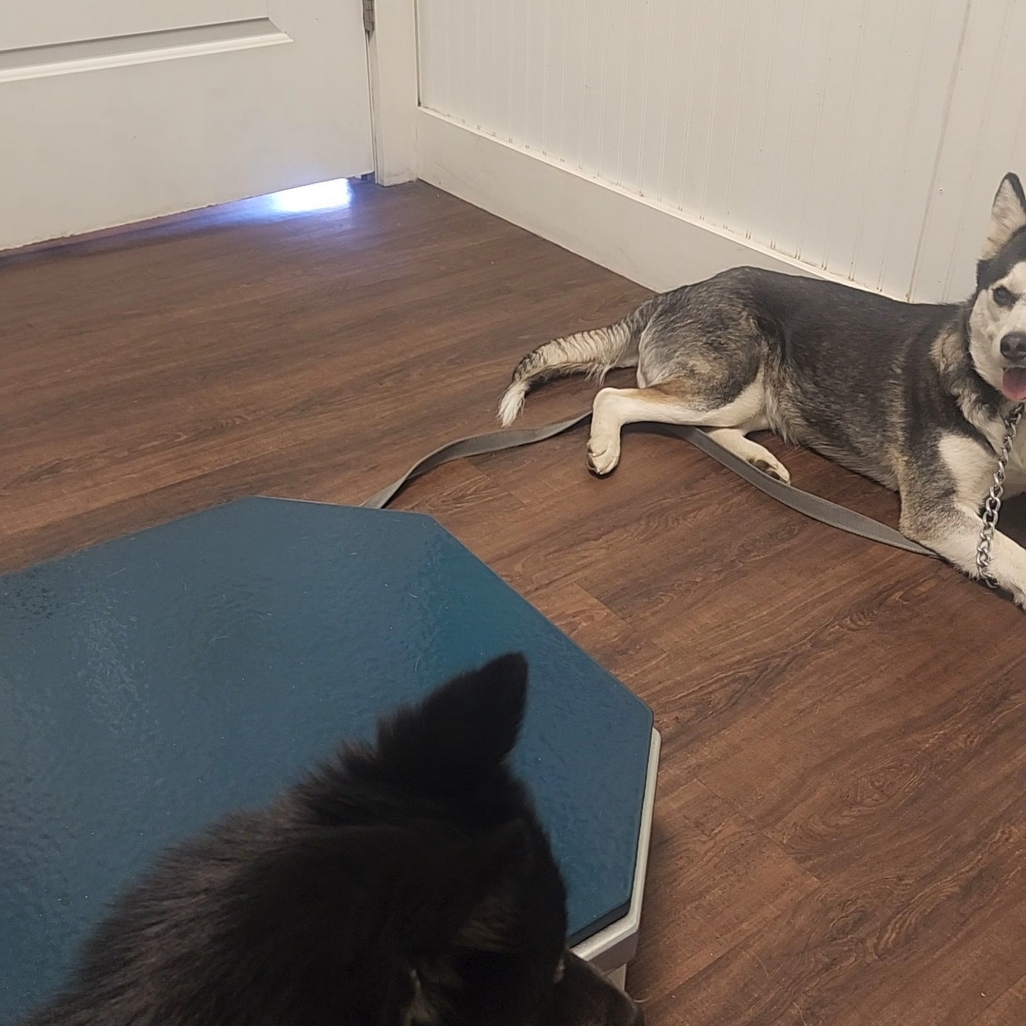 Mount Vernon Animal Hospital Mount Vernon