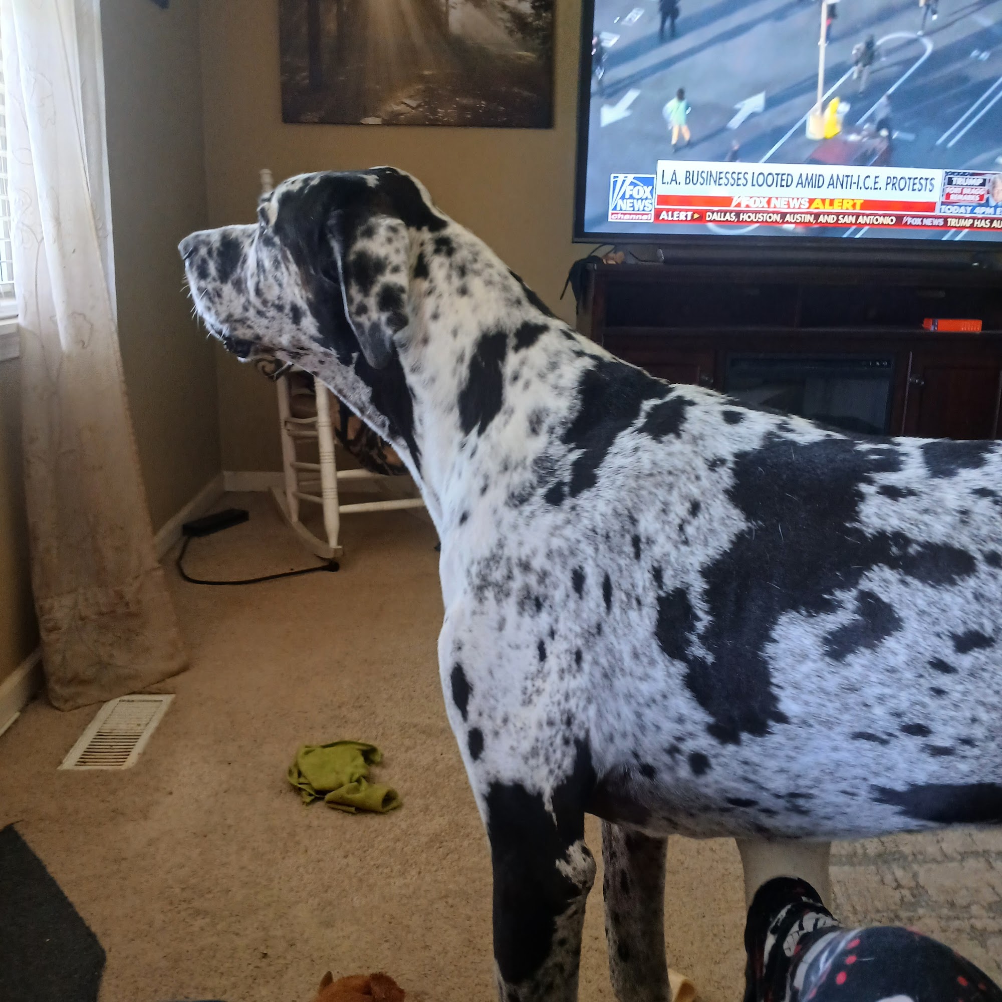 Price Greg DVM Mount Vernon