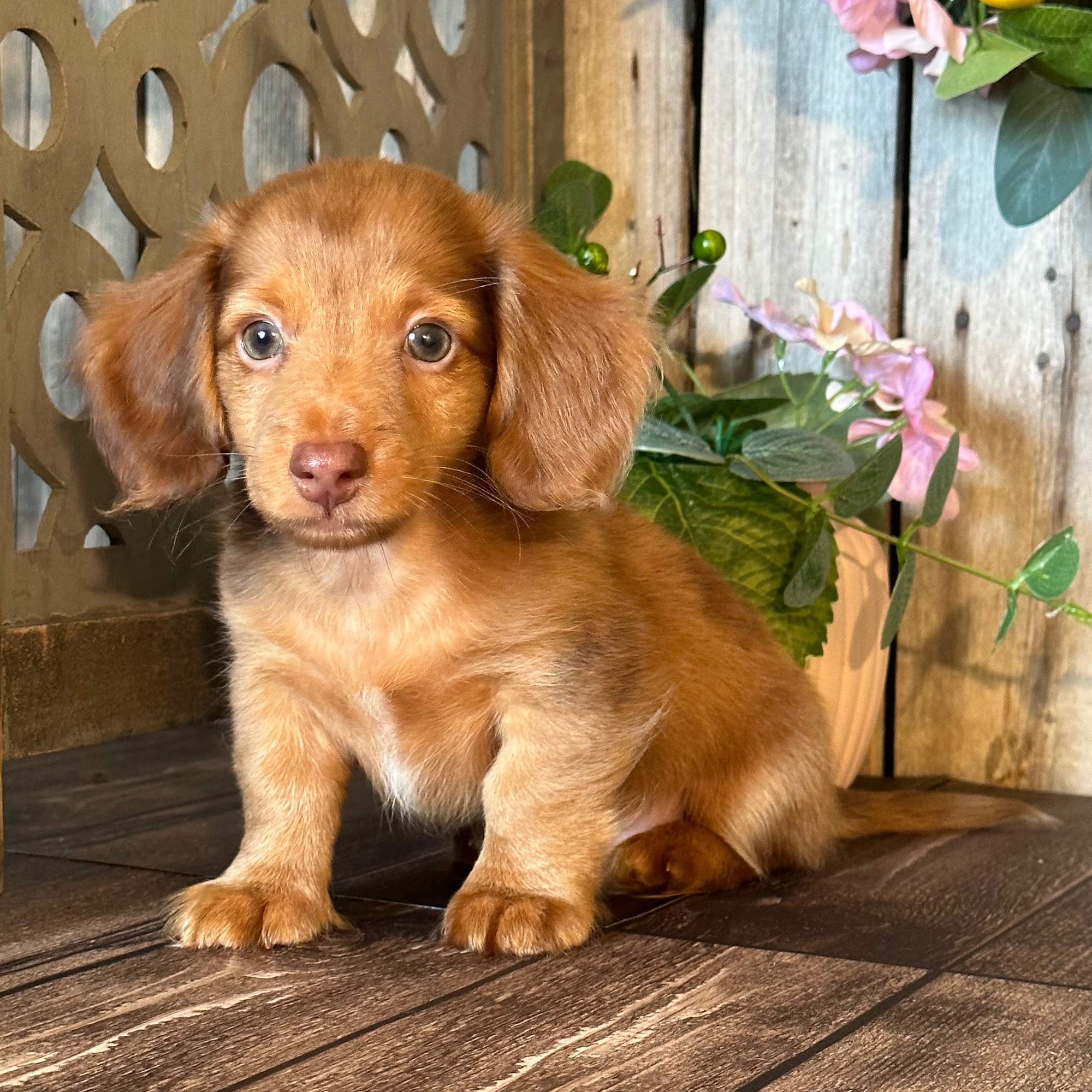 Little Puppies Online Mount Vernon