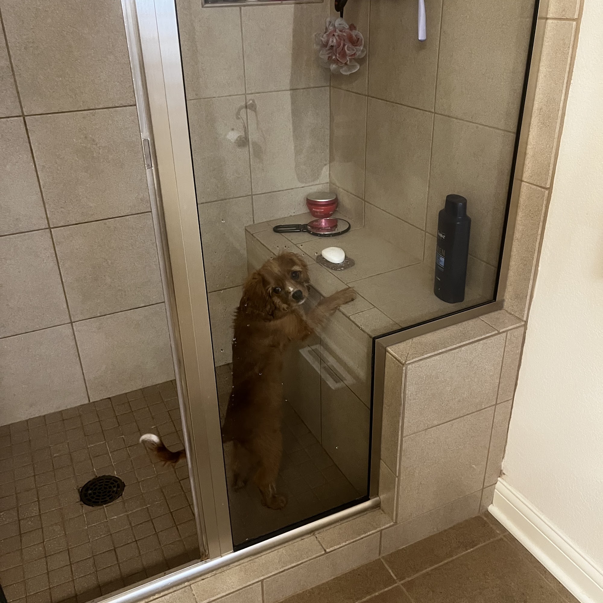 Little Puppies Online Mount Vernon