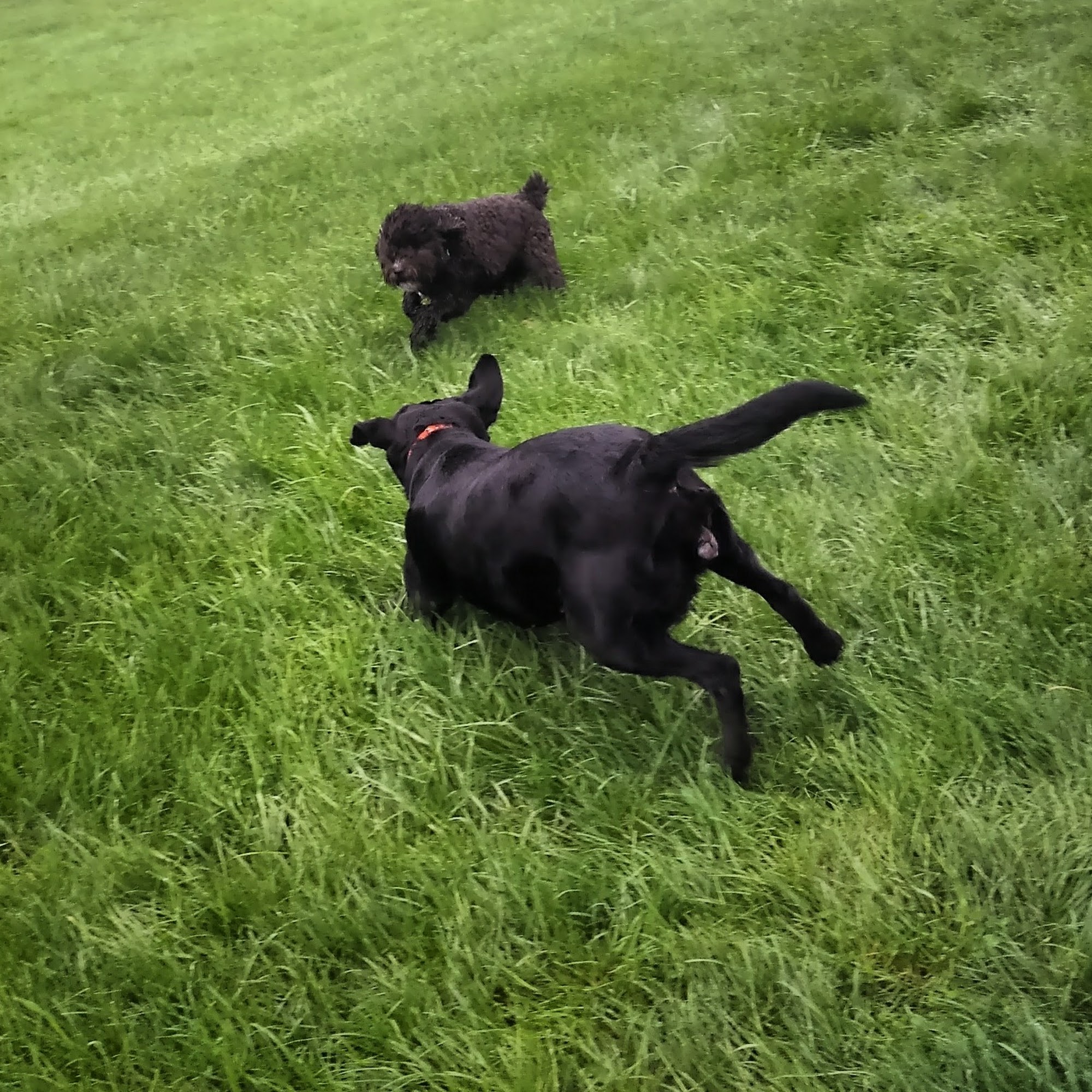 Knox Country Kennel LLC Mount Vernon