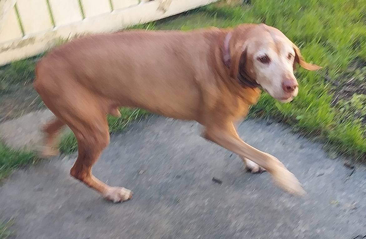 Knox Country Kennel LLC Mount Vernon