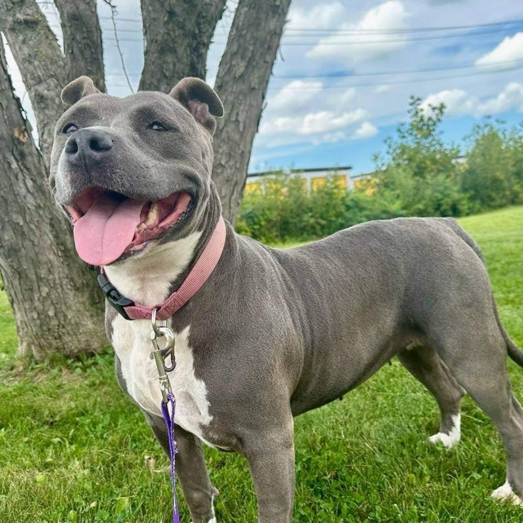 Henry County Humane Society Napoleon