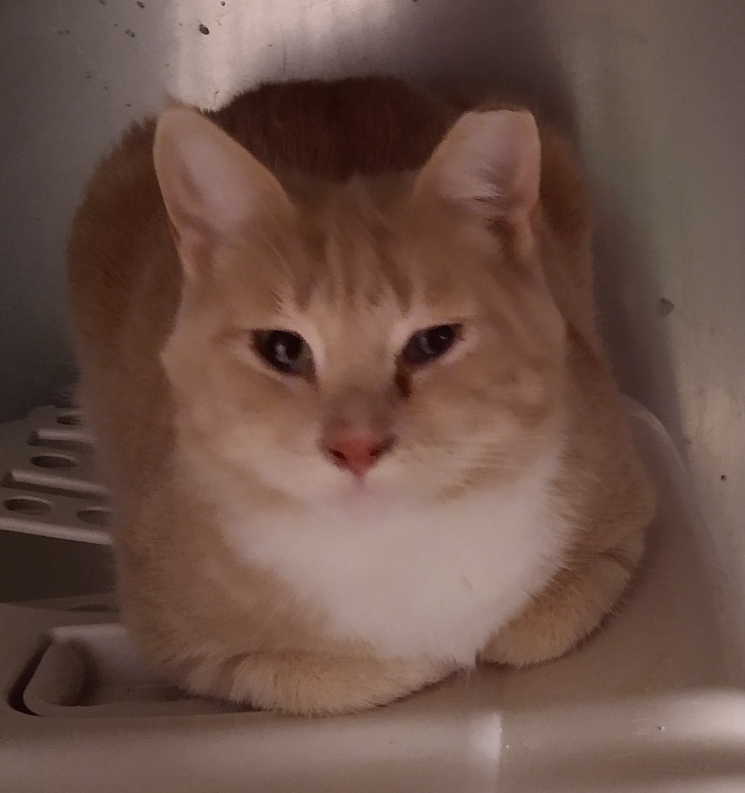 Henry County Humane Society Napoleon