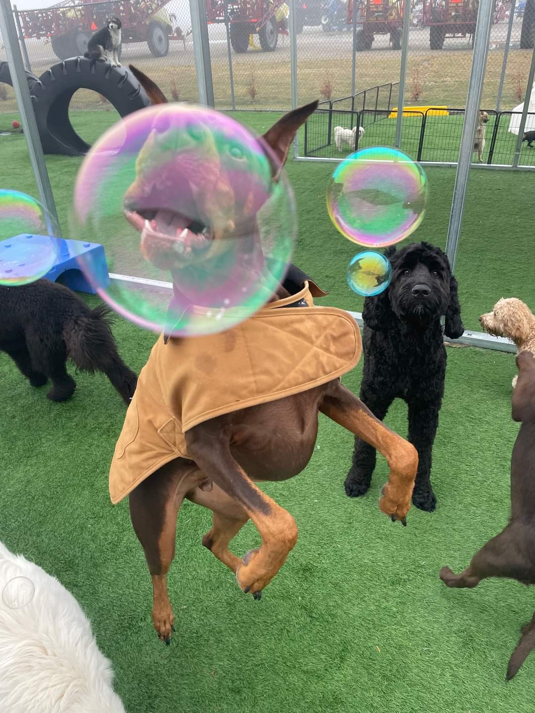 Pampered Pets Bed & Biscuit Napoleon