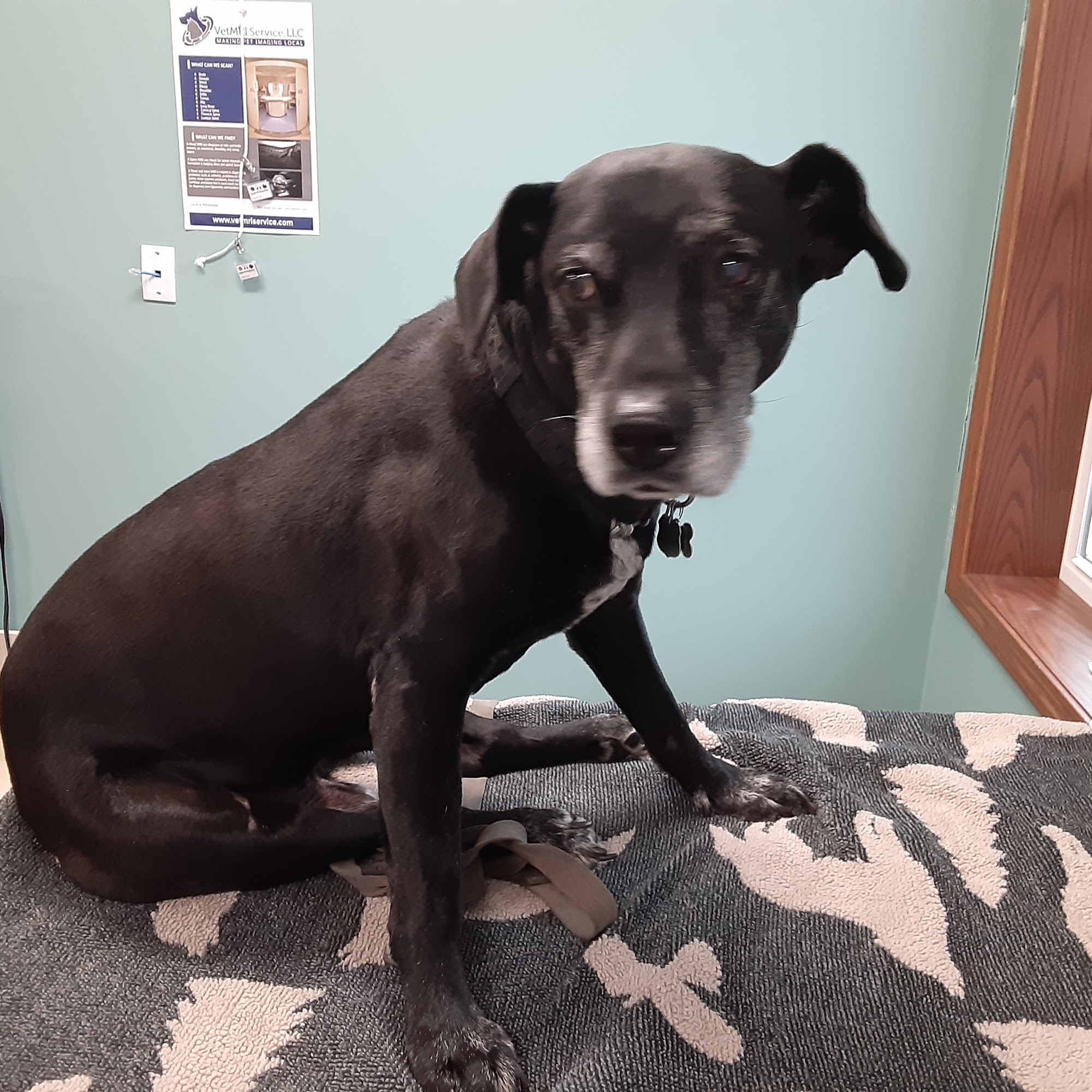 Soehnlen Veterinary Clinic Navarre