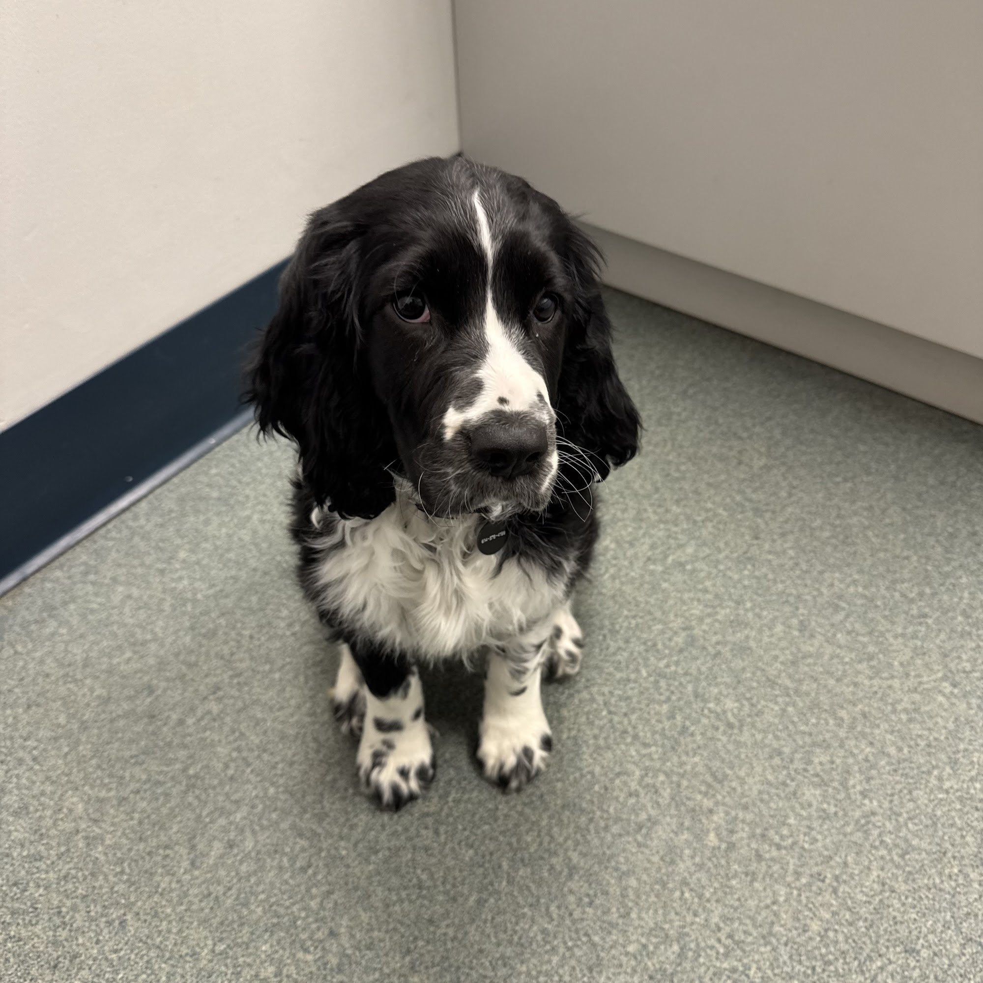 Animal Hospital of New Albany New Albany