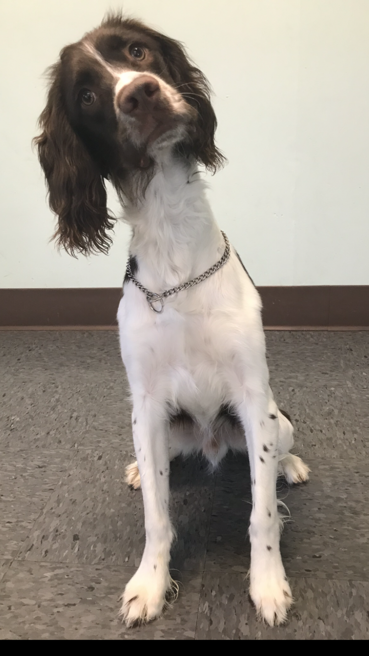 Doran's Canine College New Albany