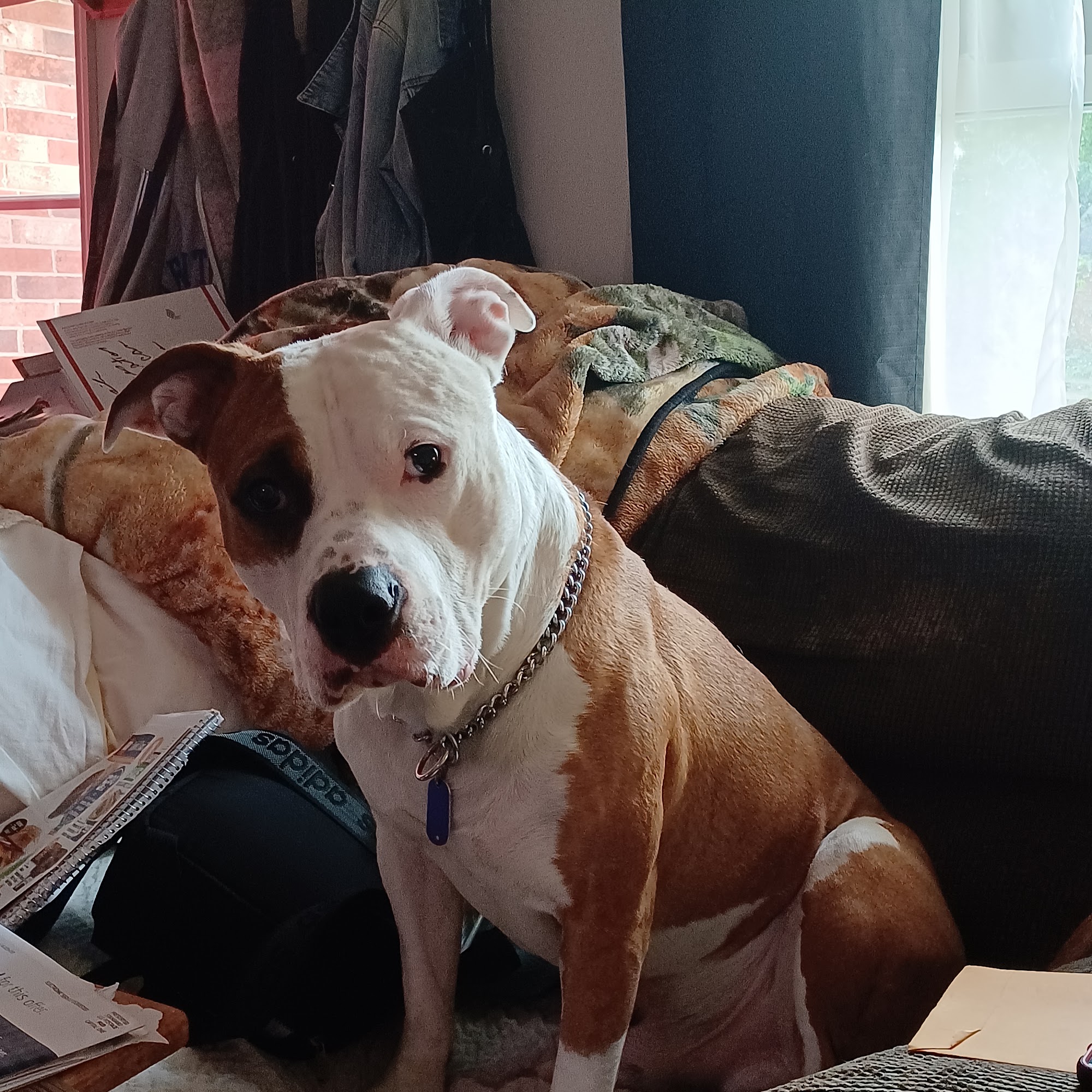 New Carlisle Animal Hospital New Carlisle