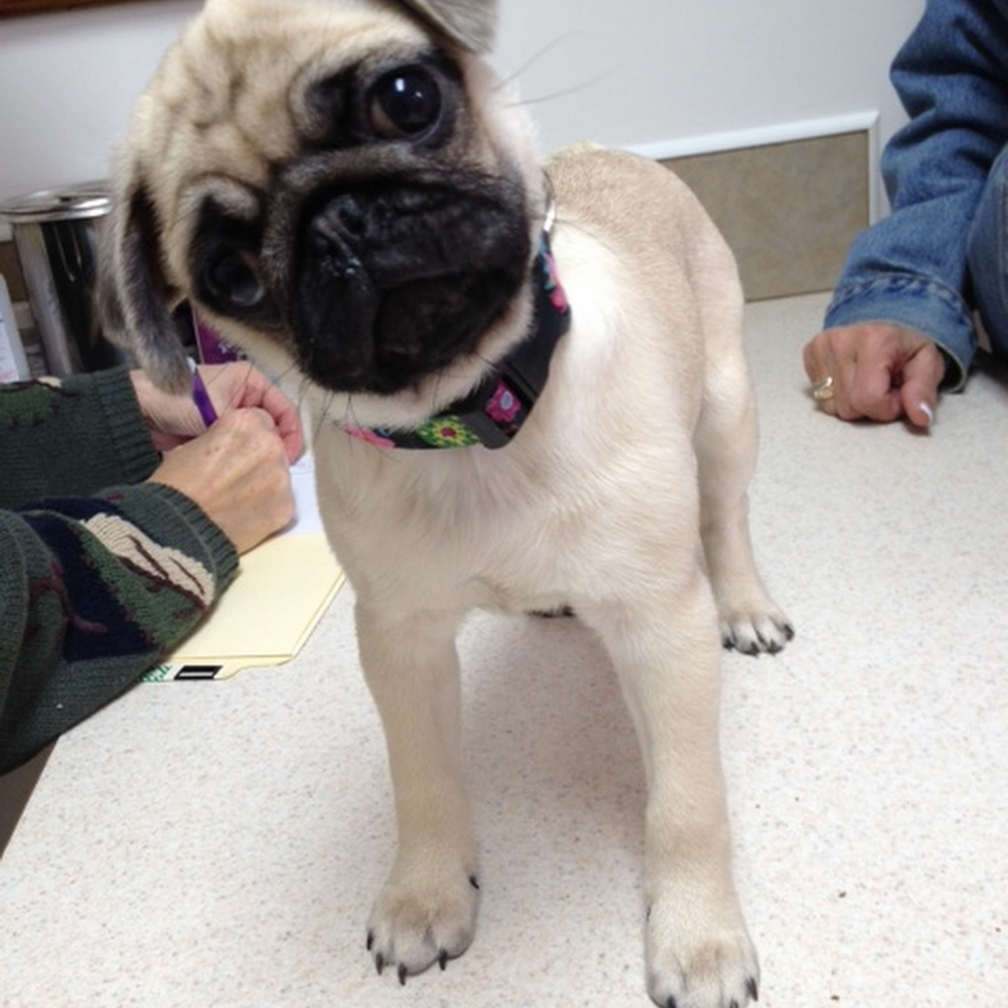 Portage Lakes Veterinary Hospital New Franklin