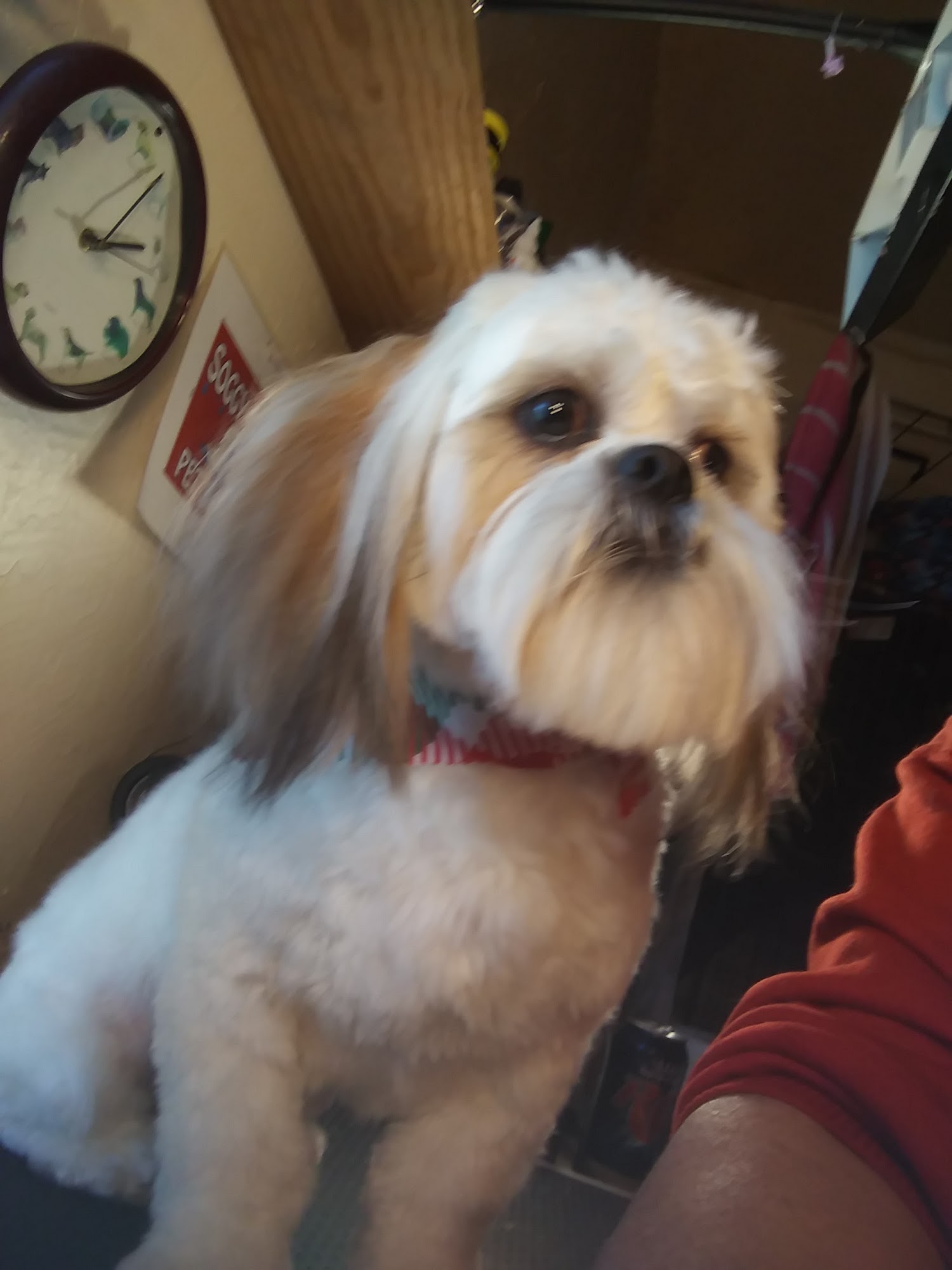 The Soggy Dawg Pet Salon New Richmond