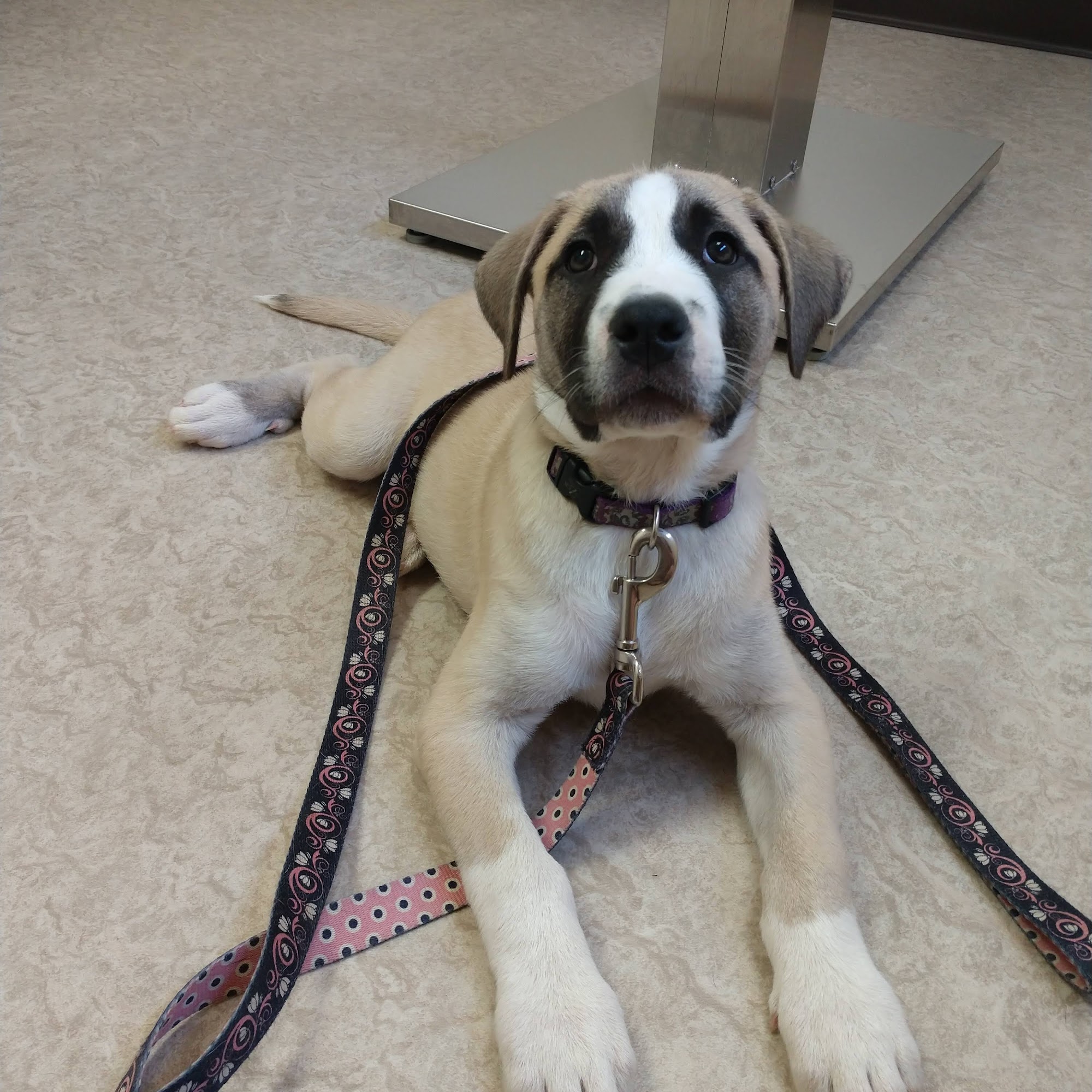 Newark Veterinary Hospital Newark