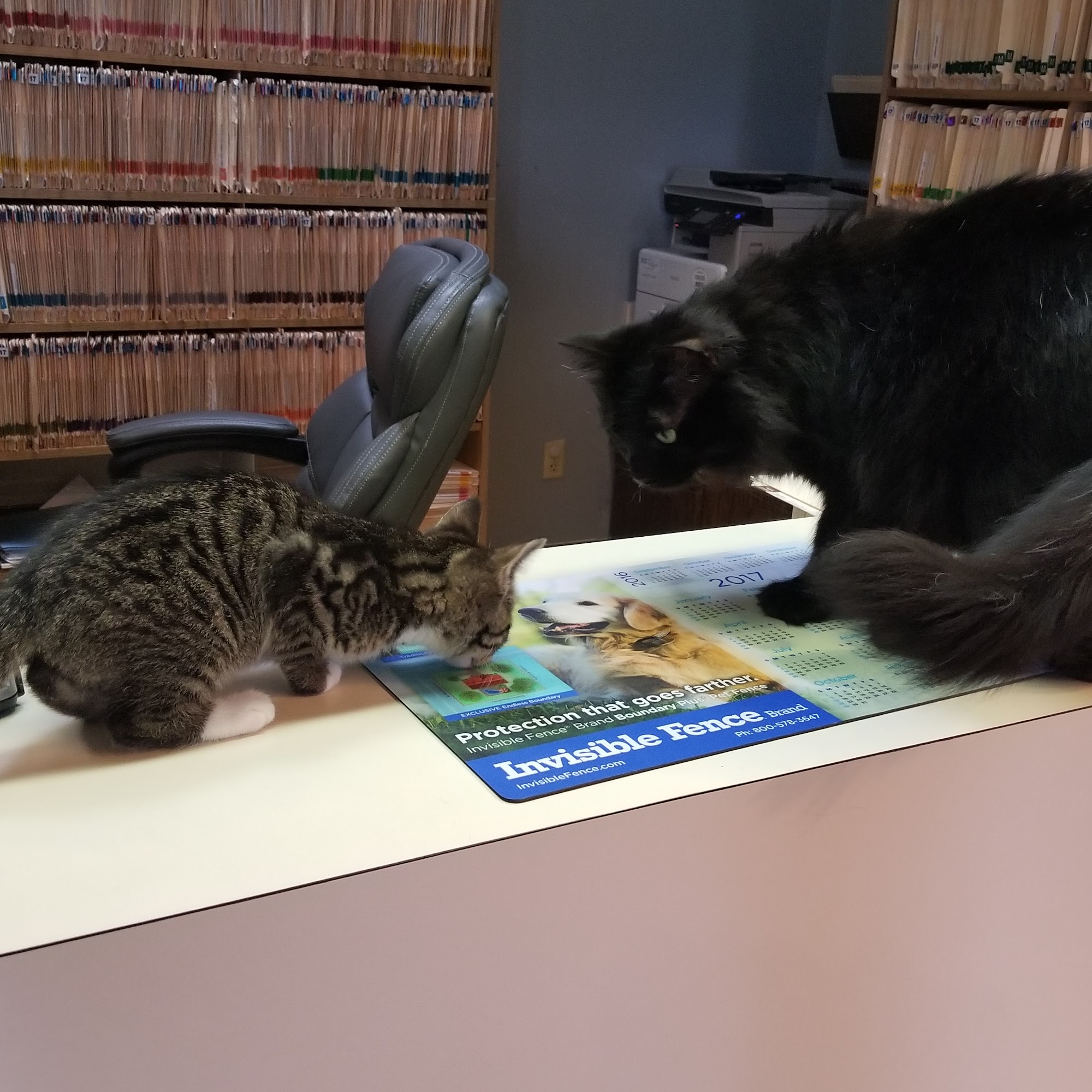 Northtowne Animal Clinic Newark