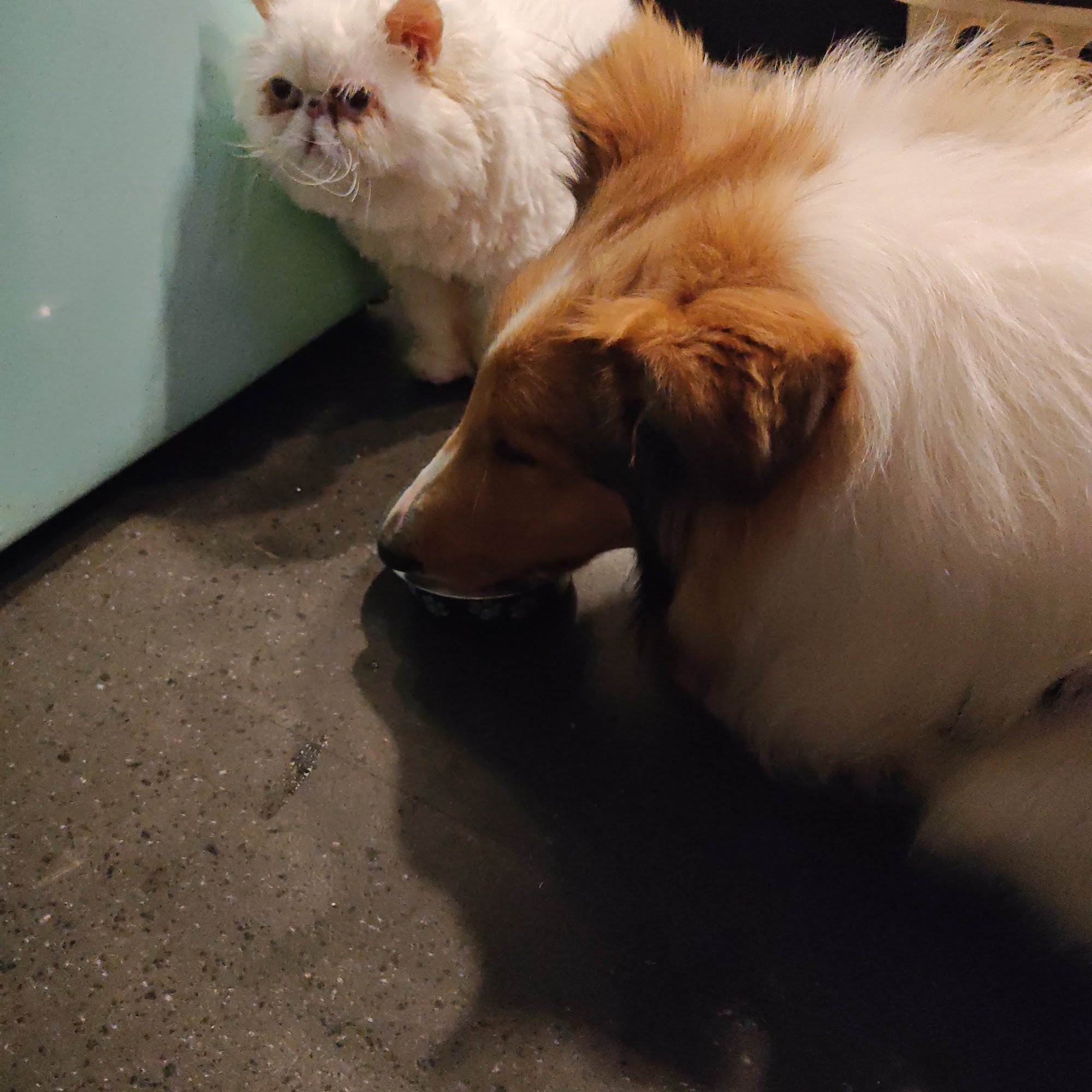 ValuVet Wellness Newark Newark