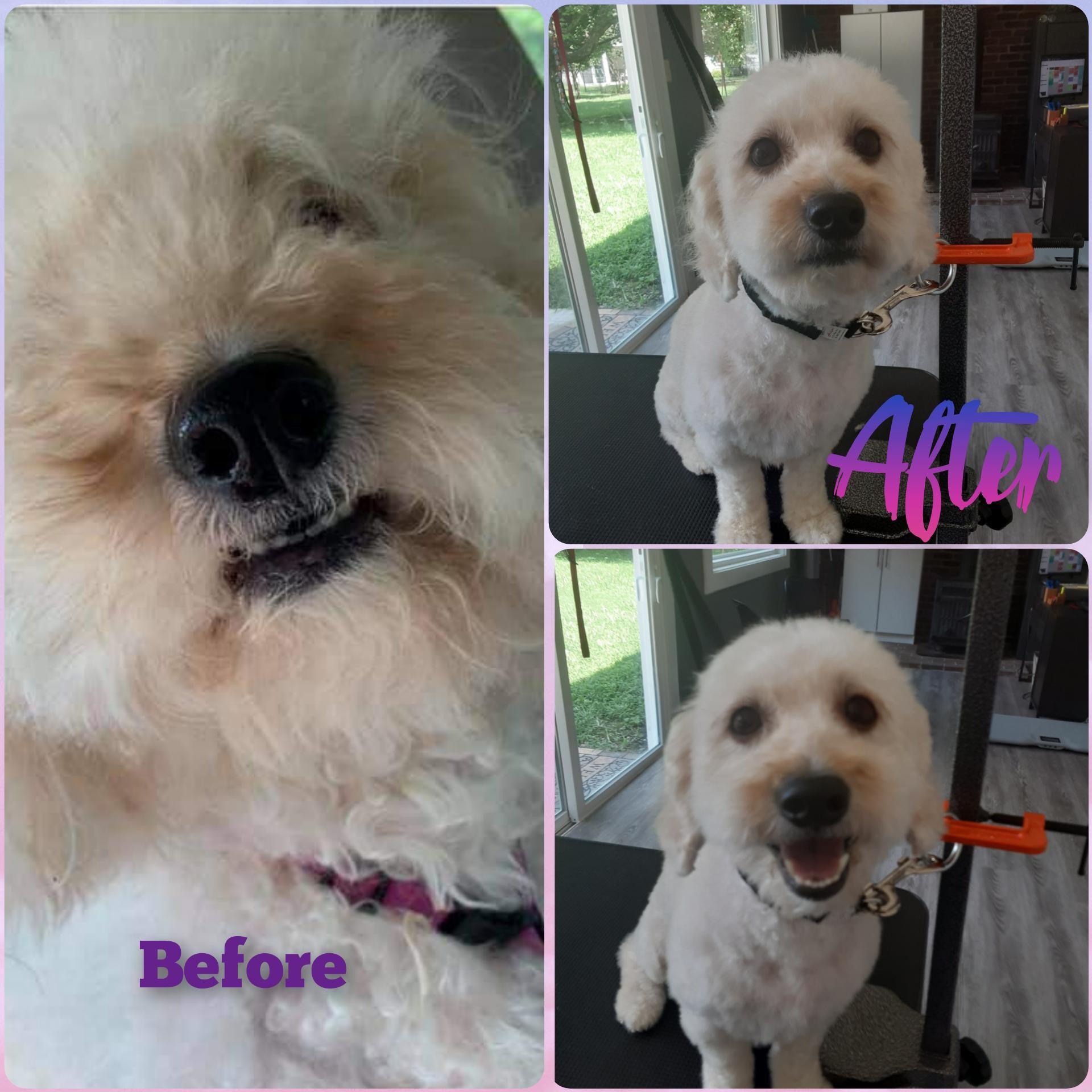 Cardinal Hill Grooming LLC Newark