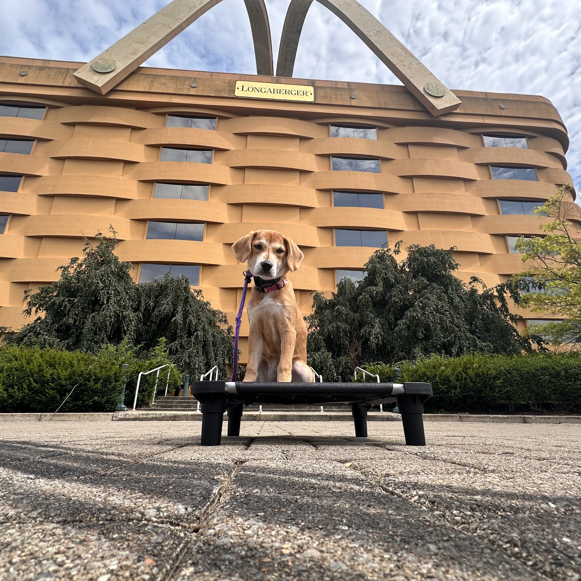 Sit Means Sit Dog Training Licking Valley