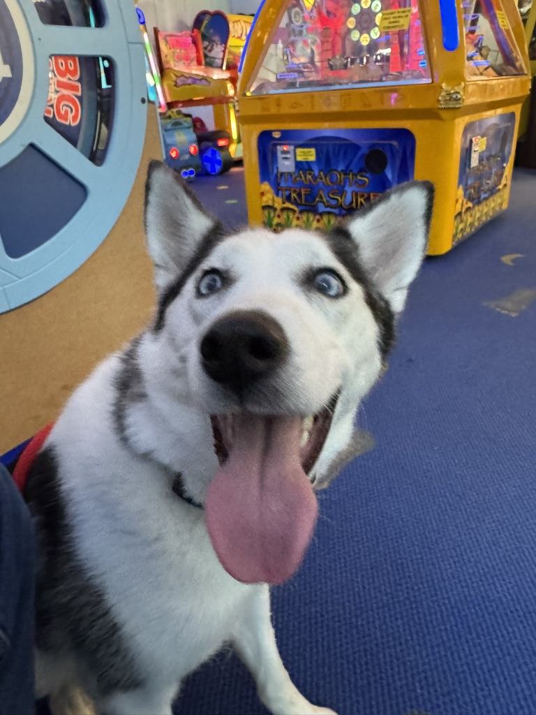 Sit Means Sit Dog Training Licking Valley Newark