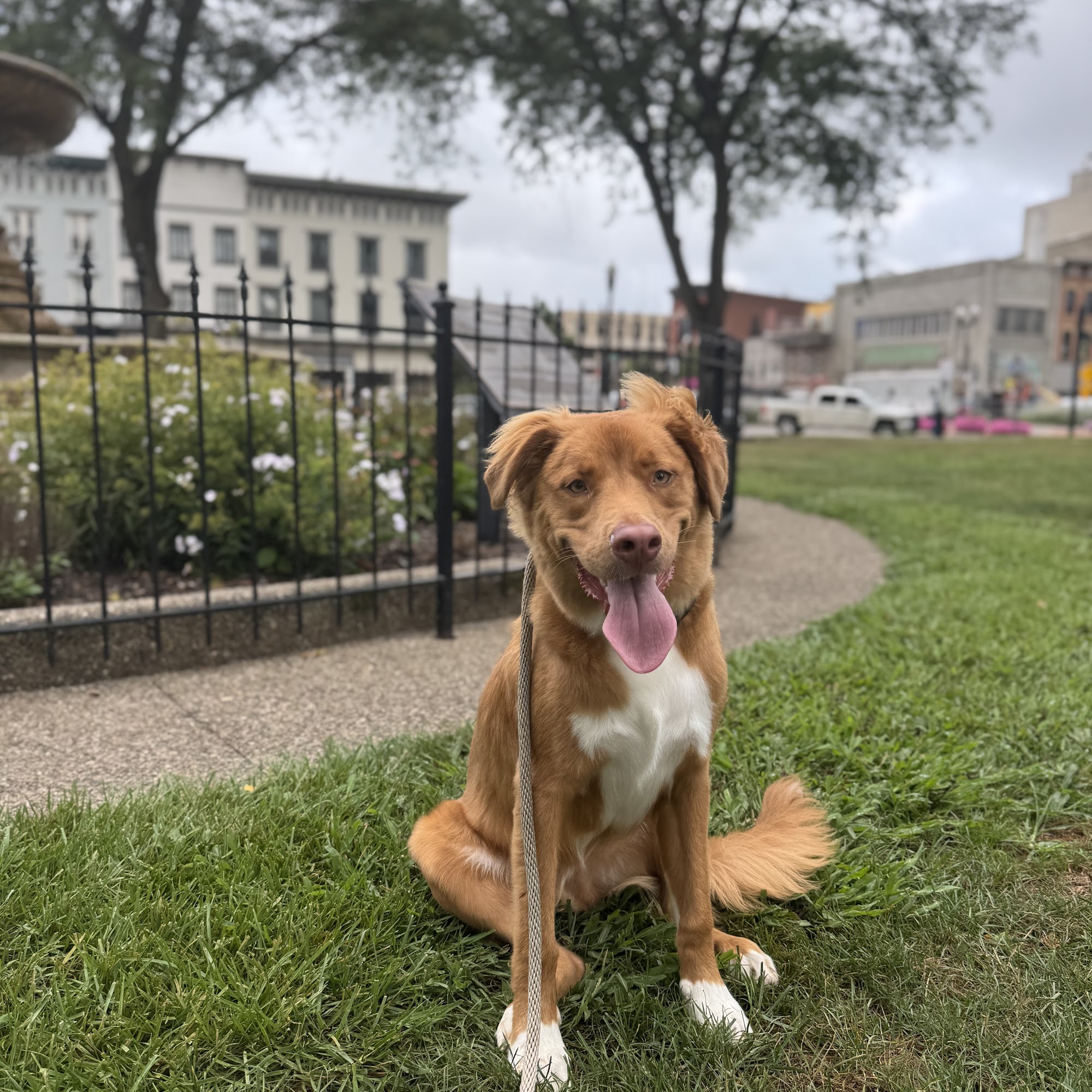 Sit Means Sit Dog Training Licking Valley