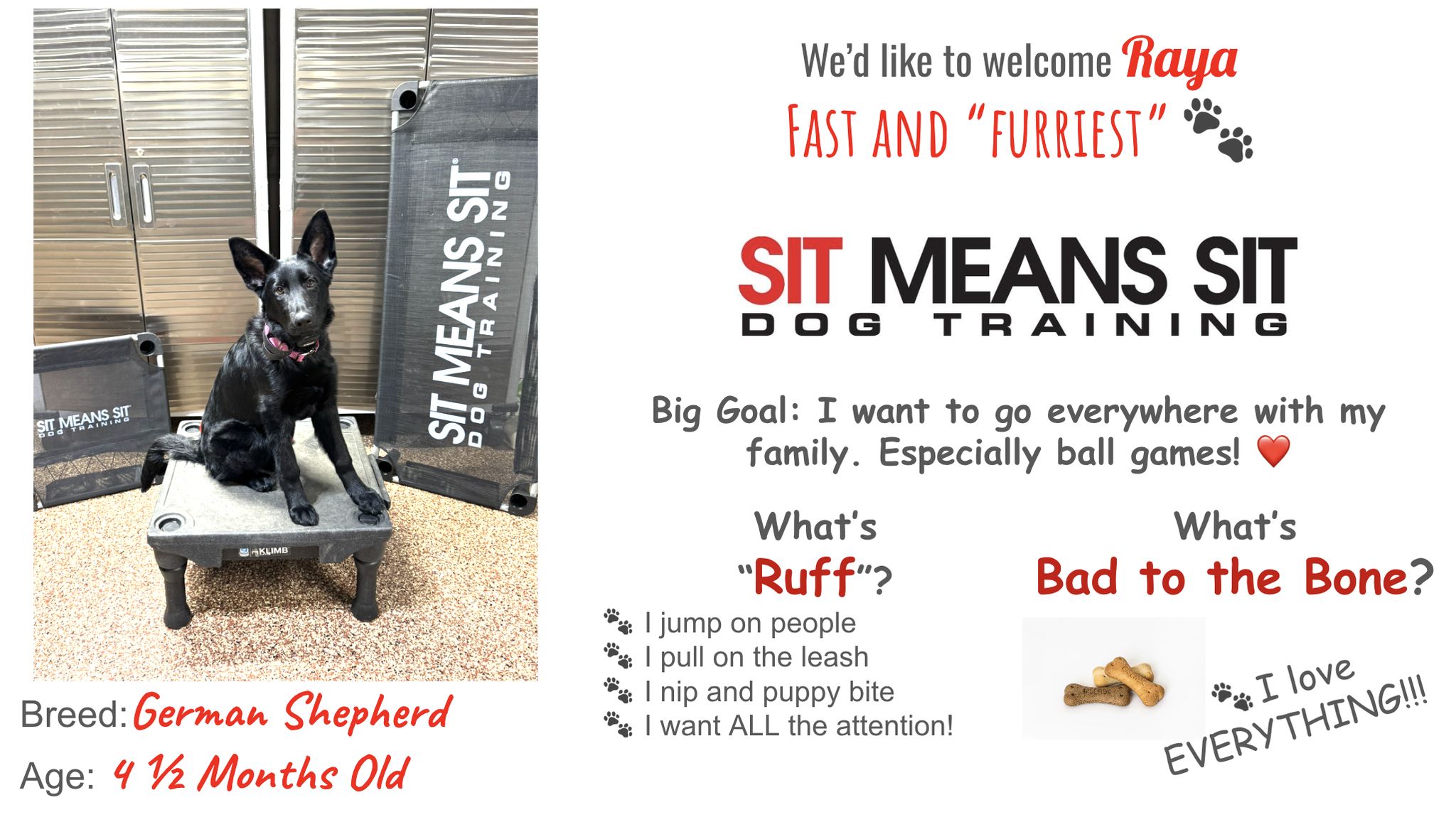 Sit Means Sit Dog Training Licking Valley