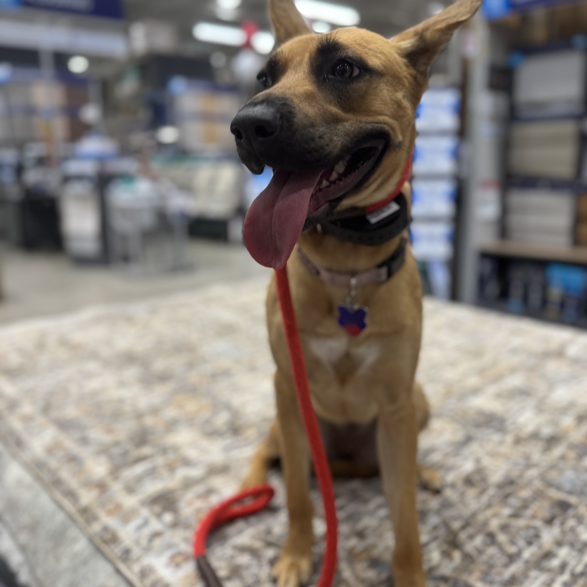 Sit Means Sit Dog Training Licking Valley
