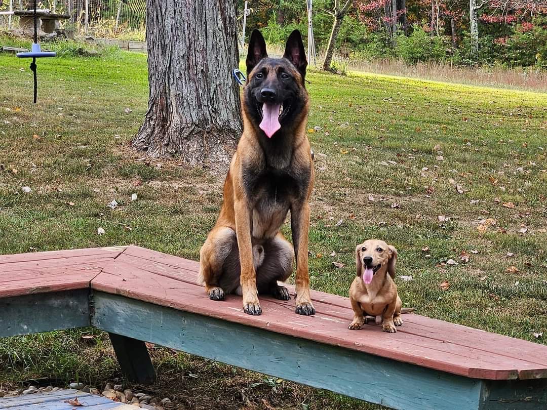 Sit Means Sit Dog Training Licking Valley