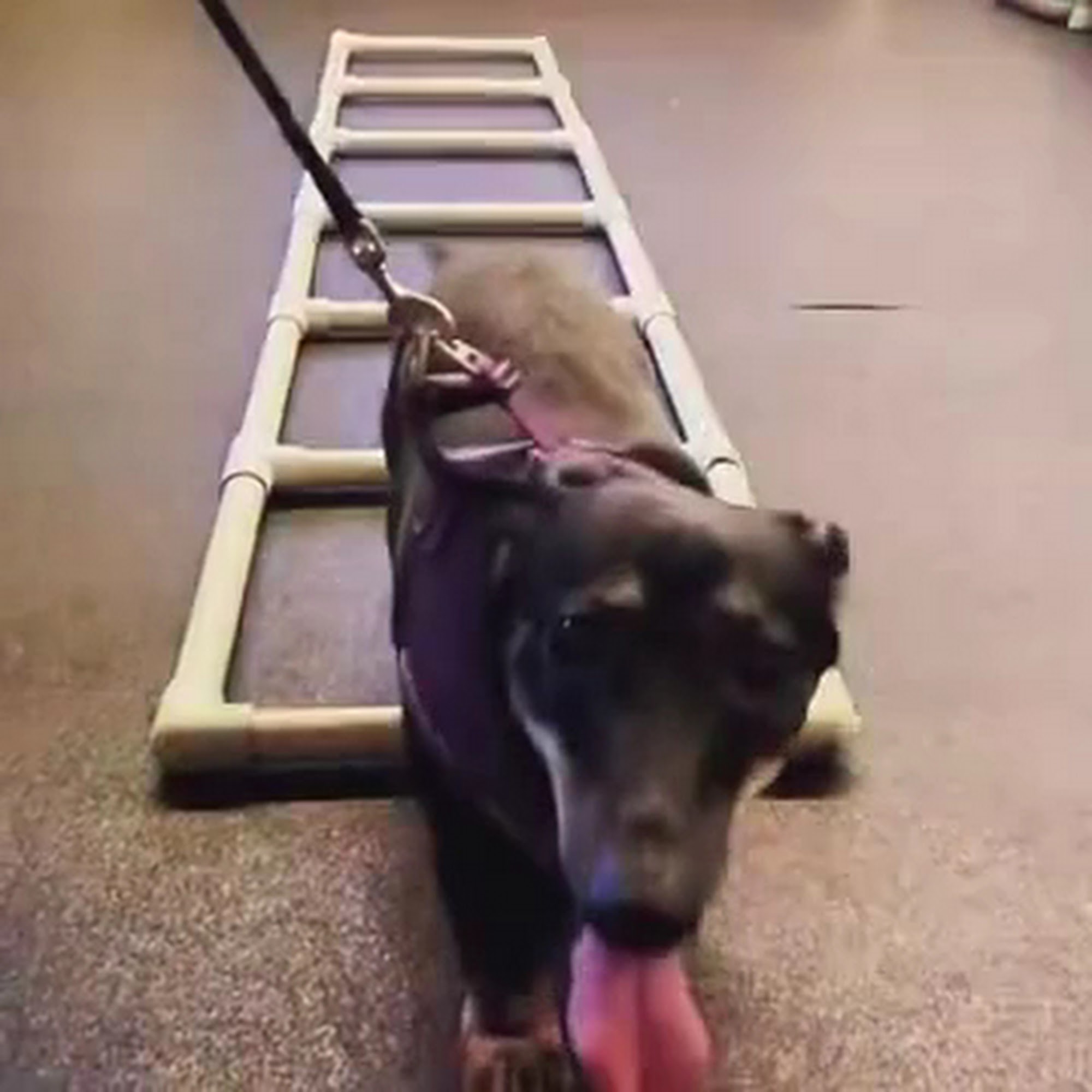 Pawsitive Results Animal Rehabilitation Center Newbury