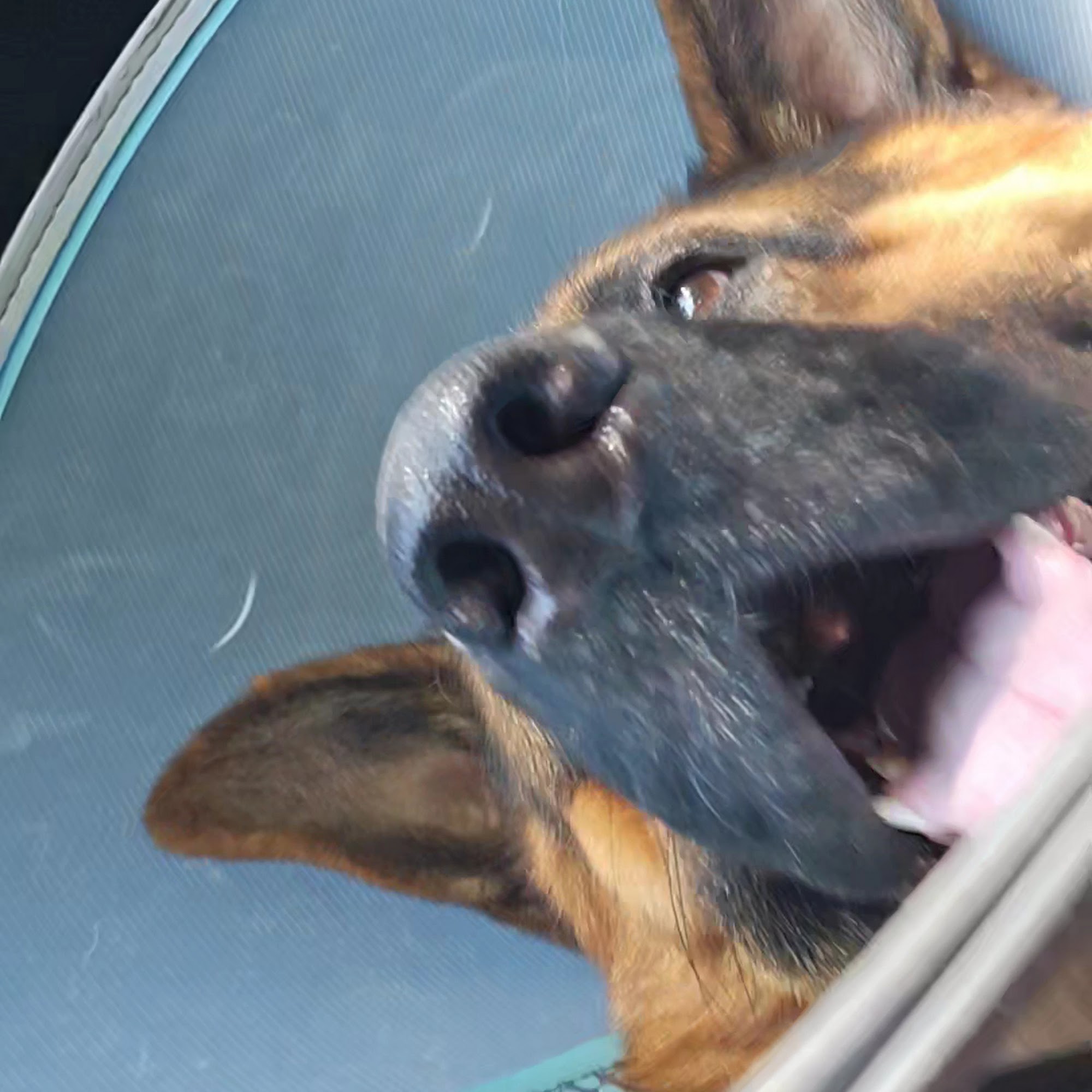 Newton Falls Animal Hospital Newton Falls