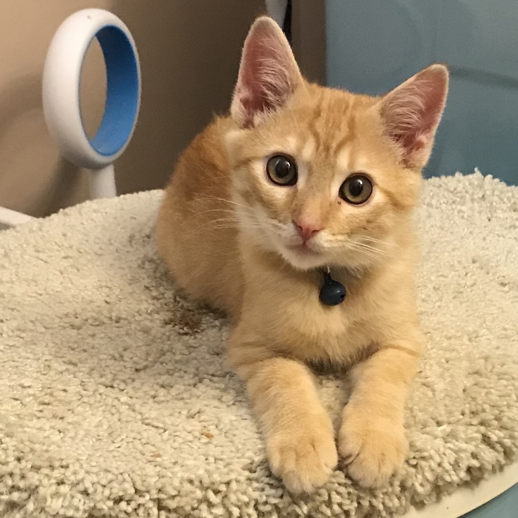 North Canton Veterinary Clinic North Canton