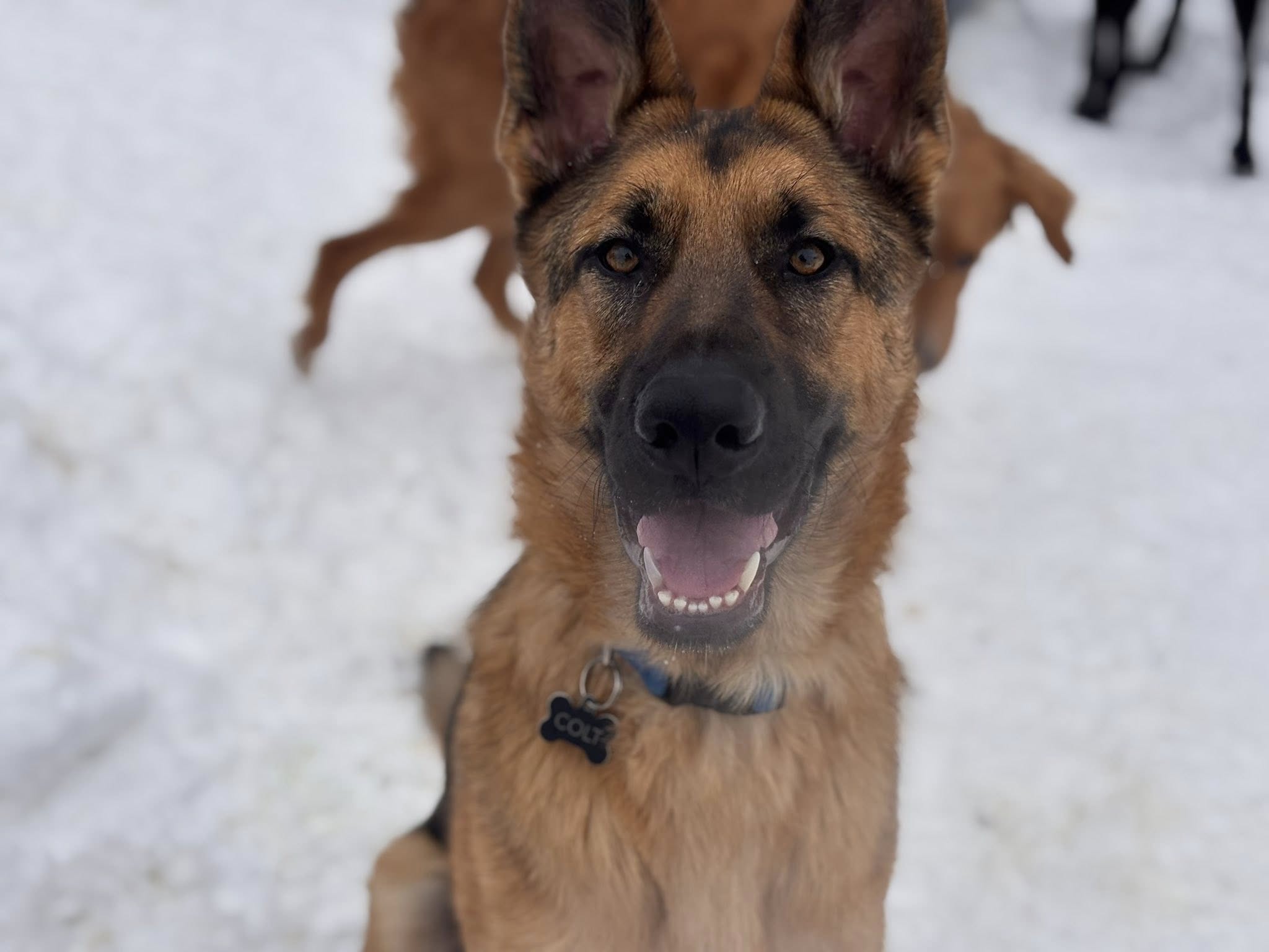 Tails Inn The City North Canton