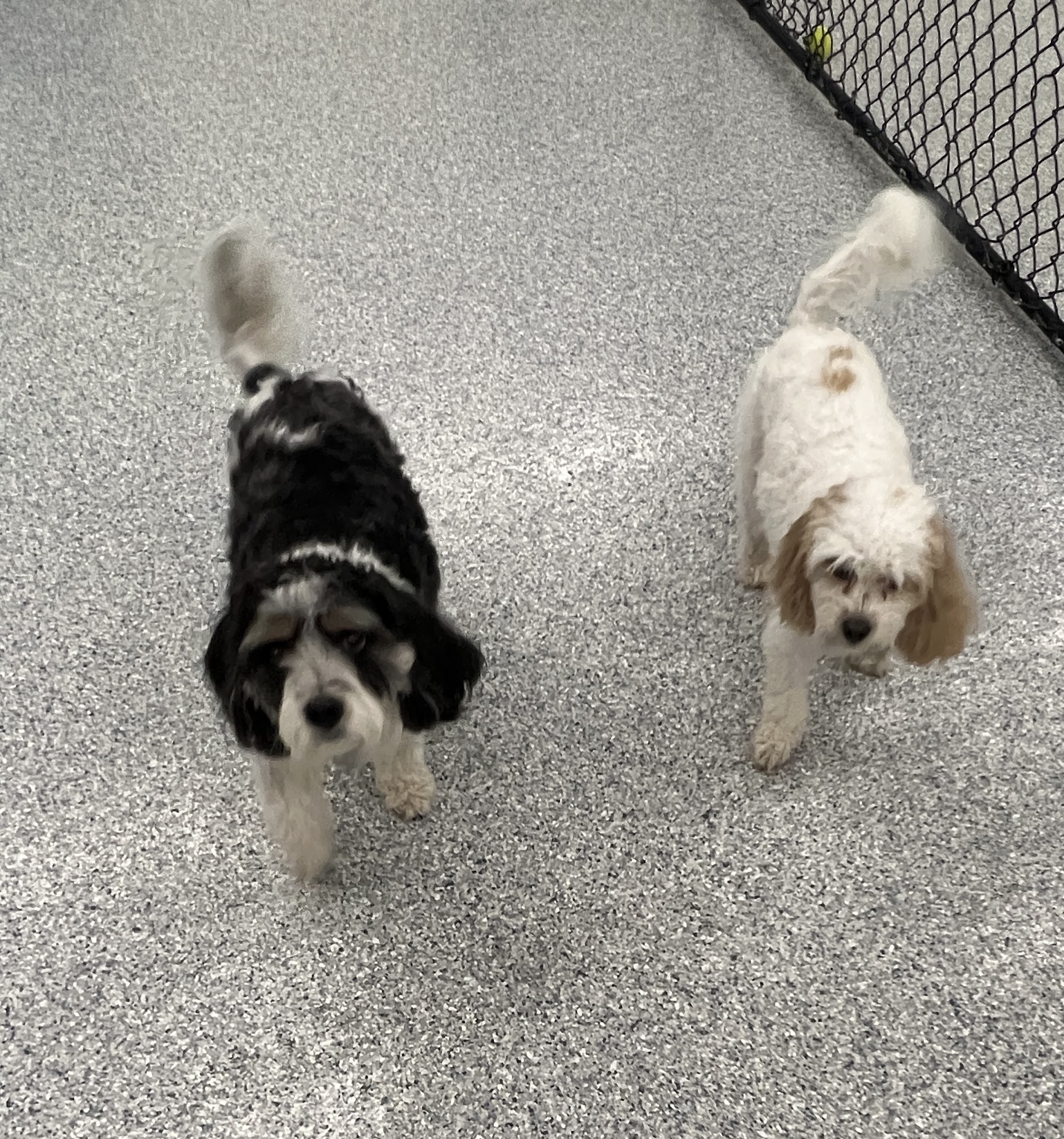 Tails Inn The City North Canton