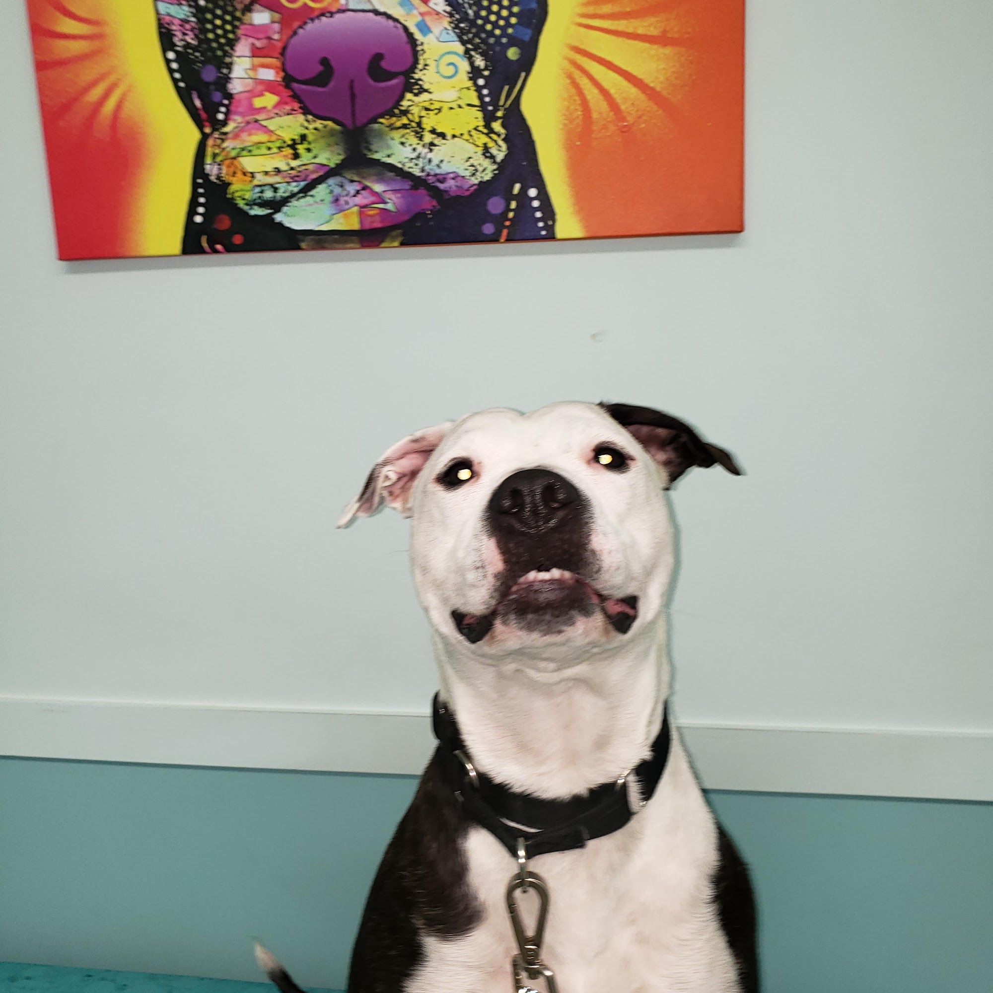 Bretton Ridge Animal Clinic North Olmsted