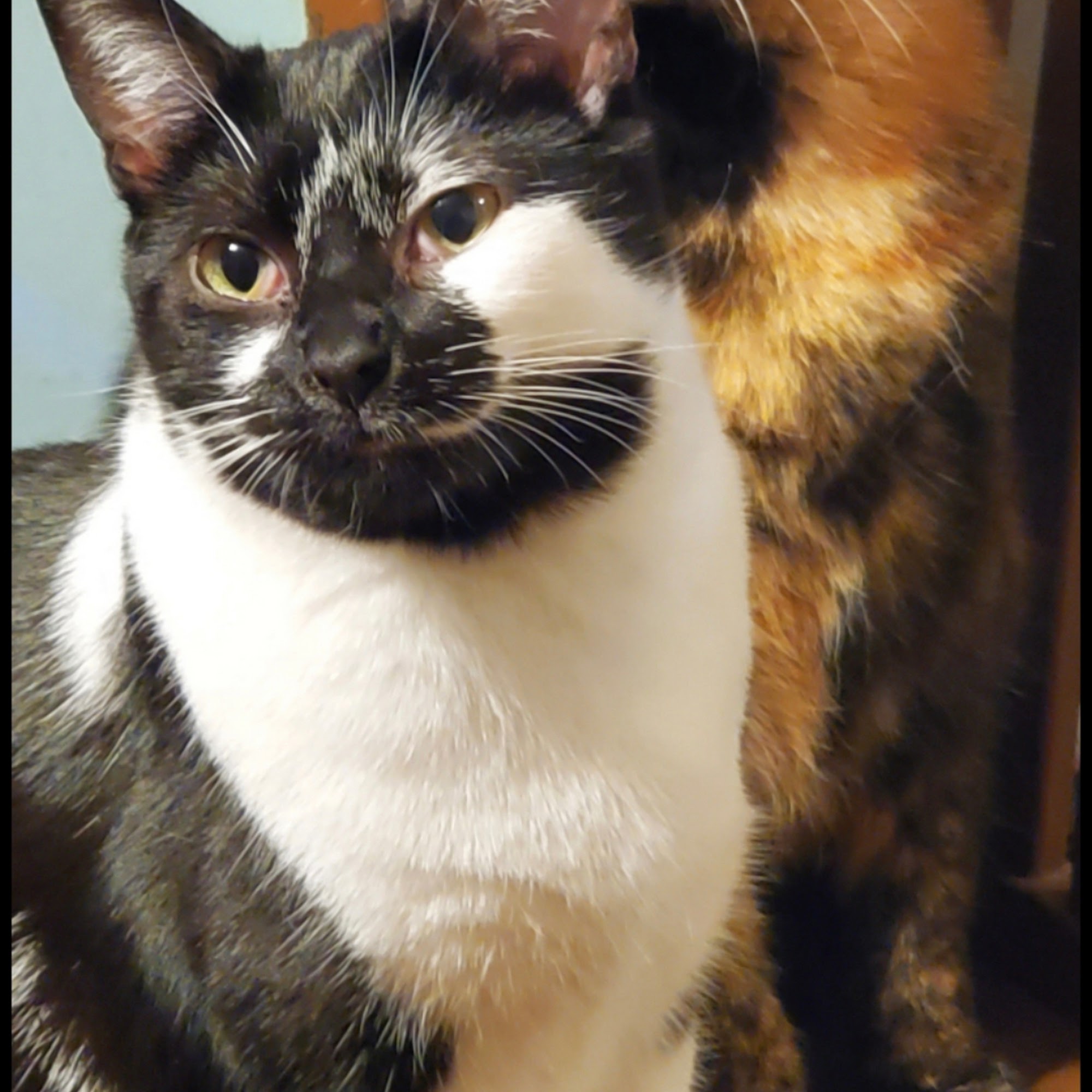 Animal Health Center of North Olmsted North Olmsted