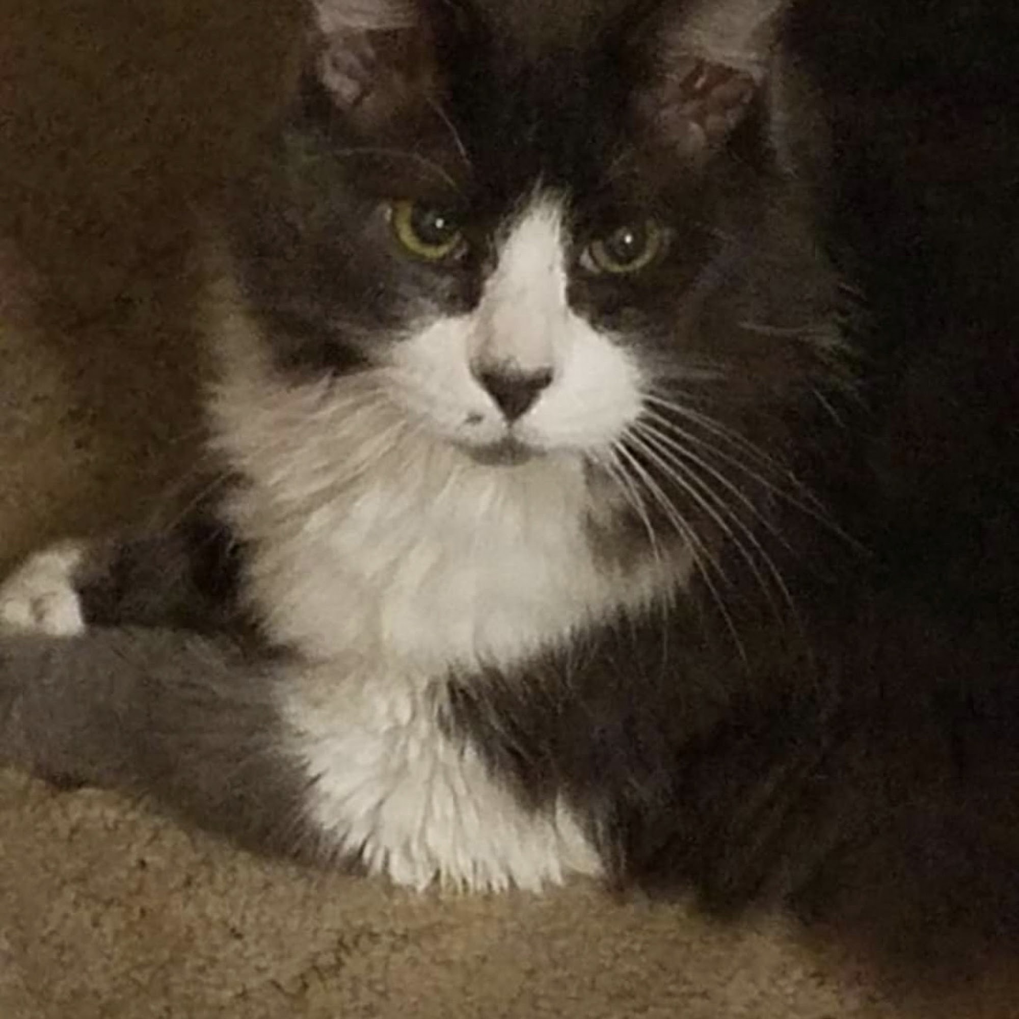 Porter Pet Hospital North Olmsted