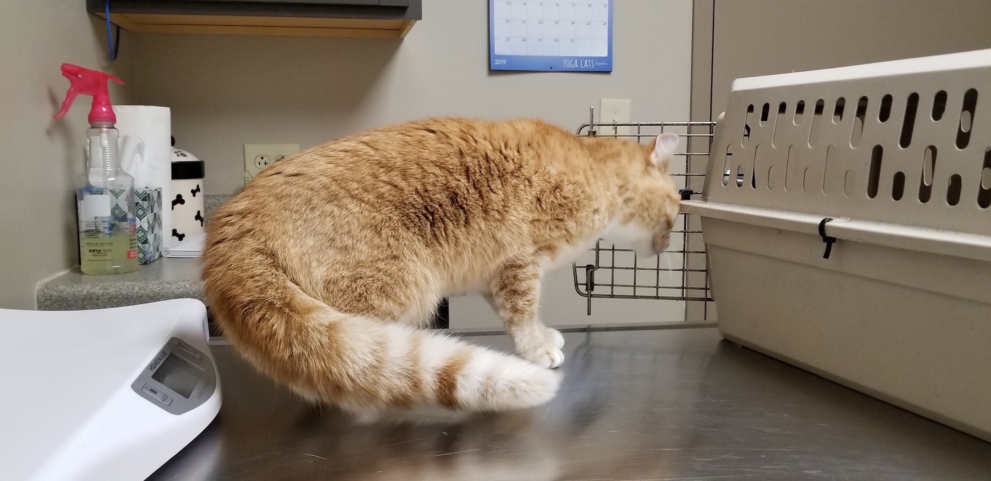 Porter Pet Hospital North Olmsted