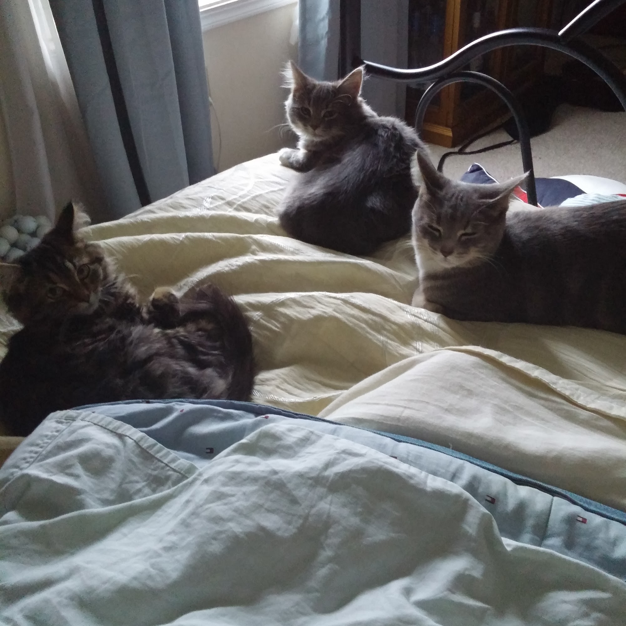 North Olmsted Animal Hospital North Olmsted