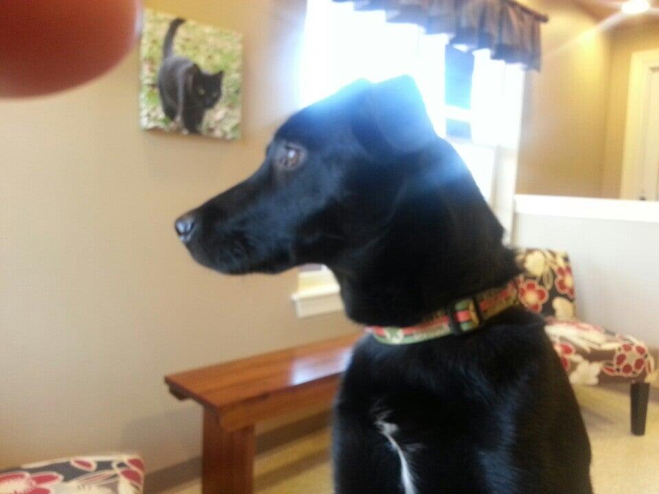 North Royalton Animal Hospital North Royalton