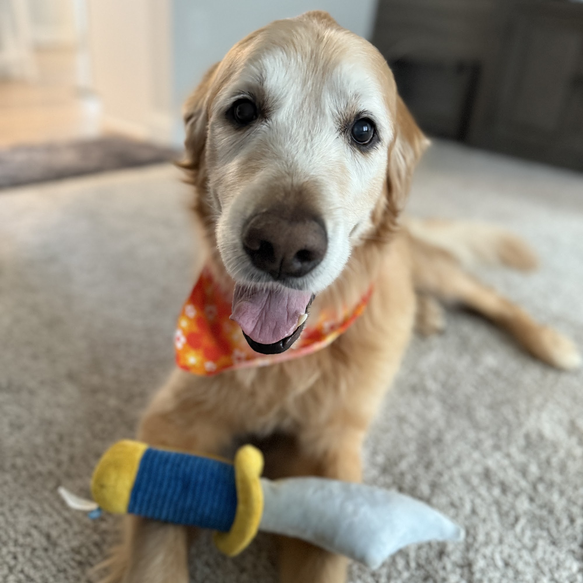 East Suburban Animal Clinic Northwood