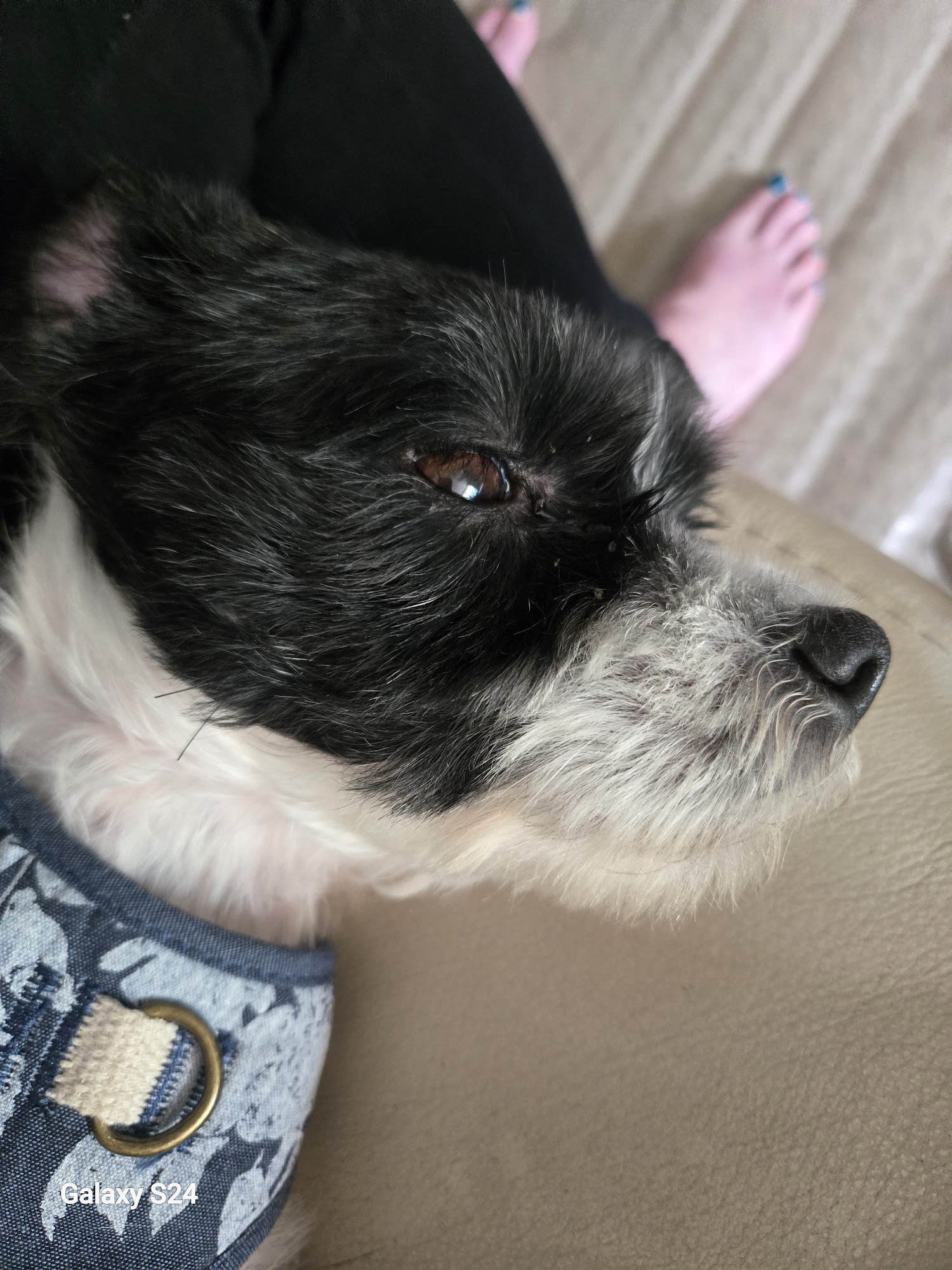 Saints Elsewhere Pet Recue Northwood