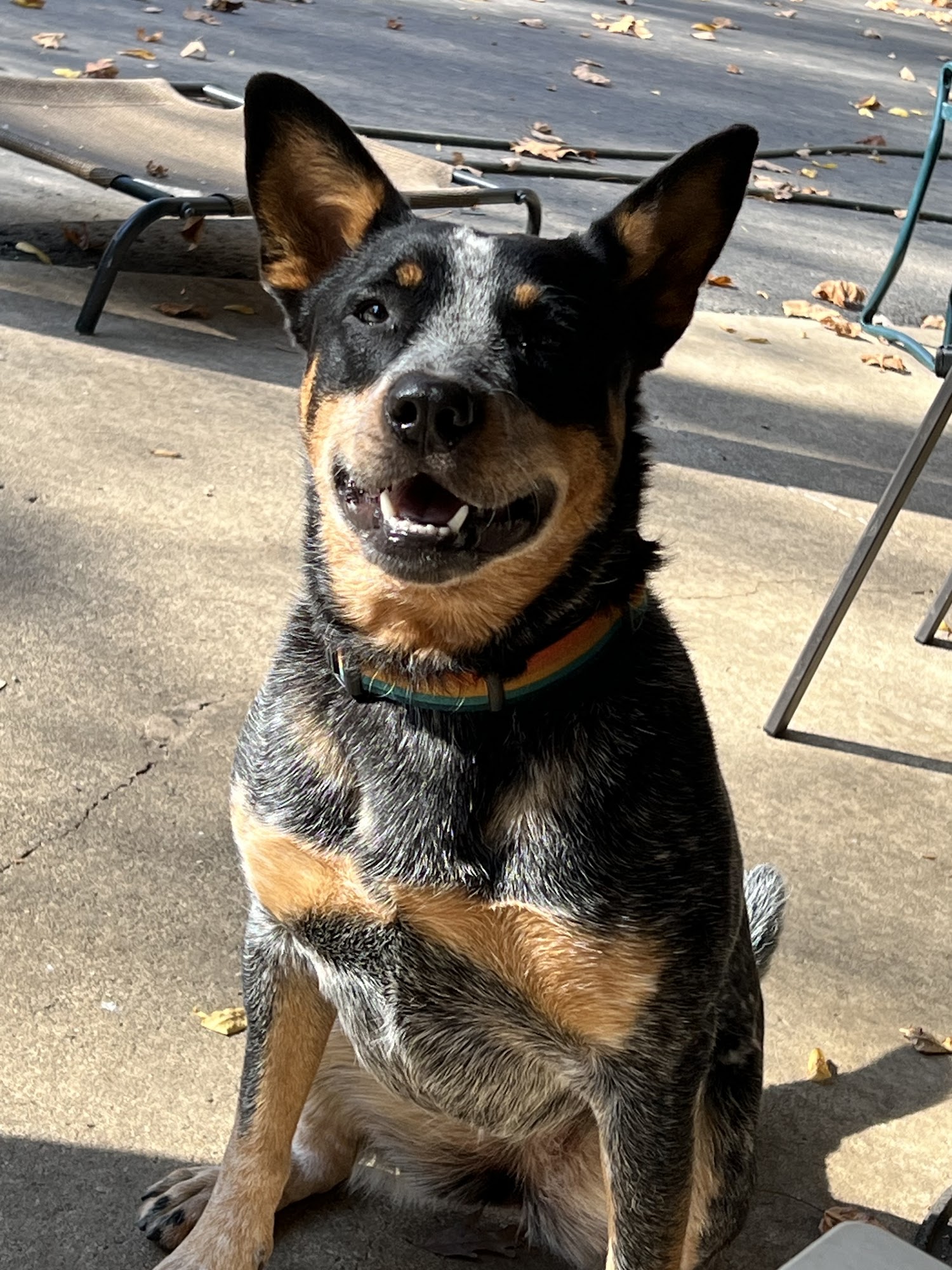 Australian Cattle Dog Company Norton