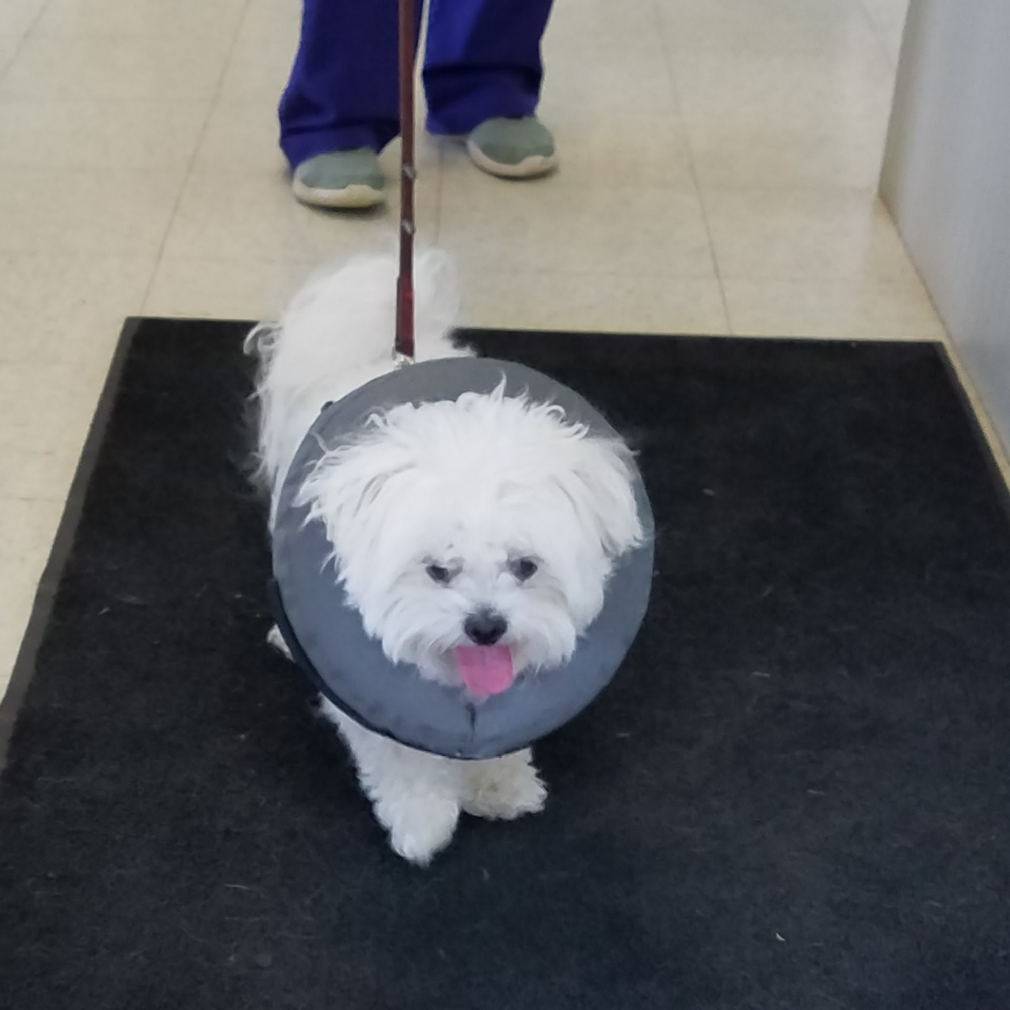 Oak Harbor Veterinary Hospital Oak Harbor