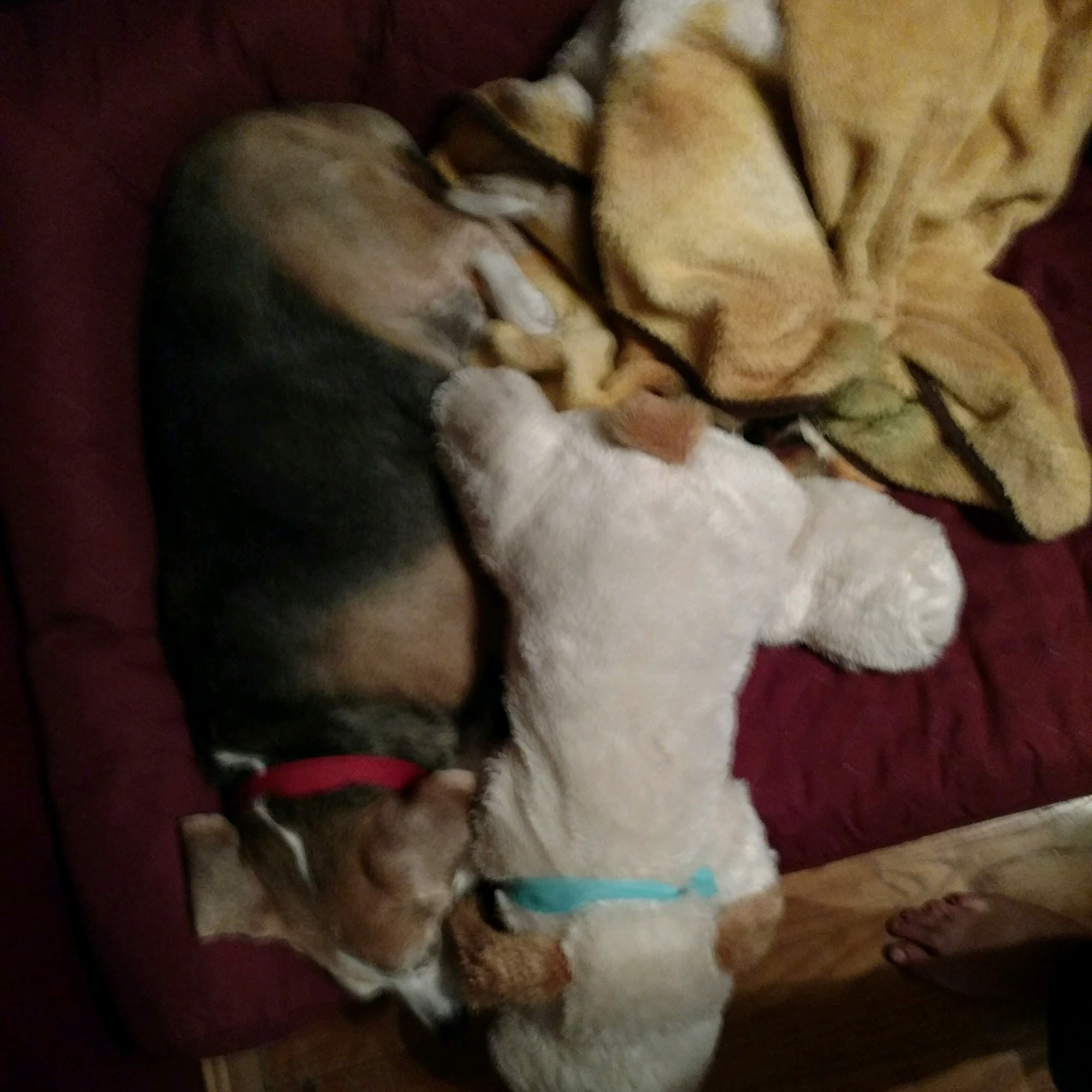 Animal Medical Center of Ontario Ontario