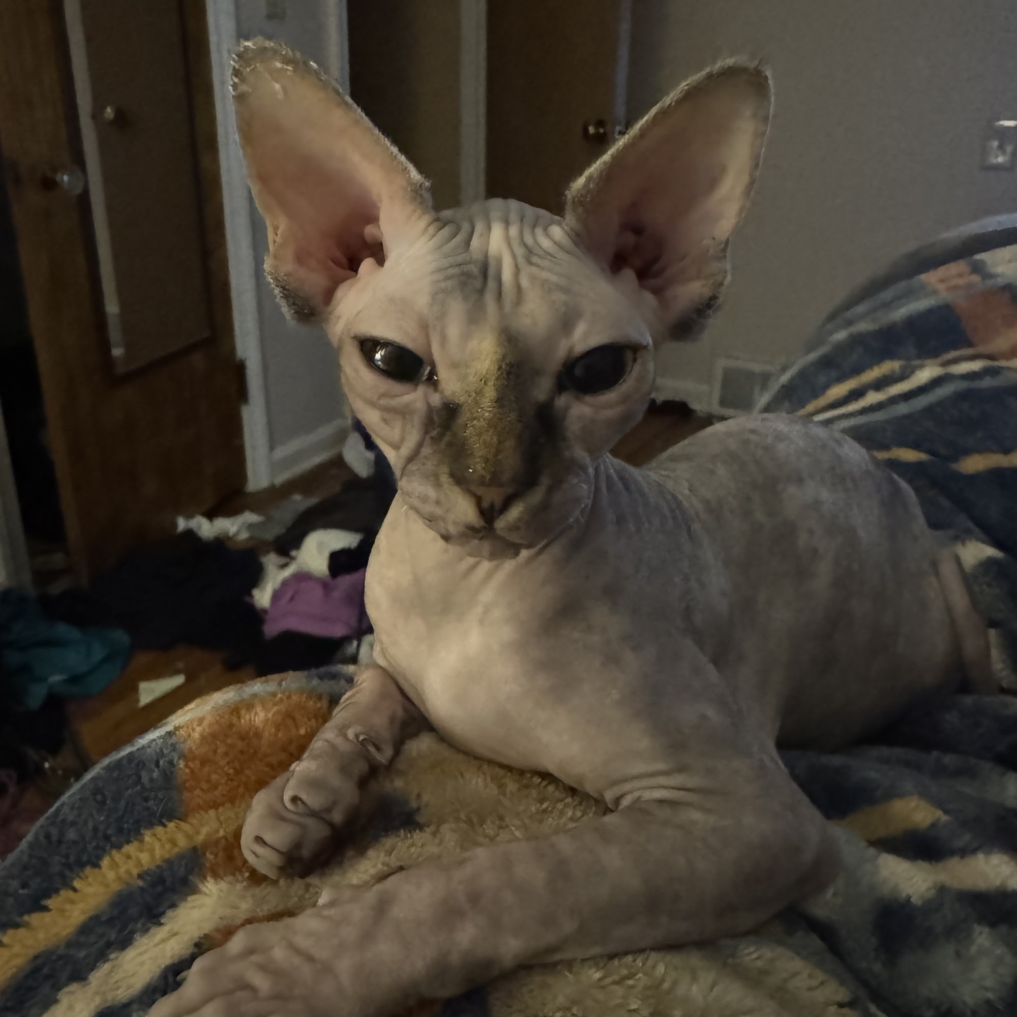 Country Squire Animal Hospital Oregon