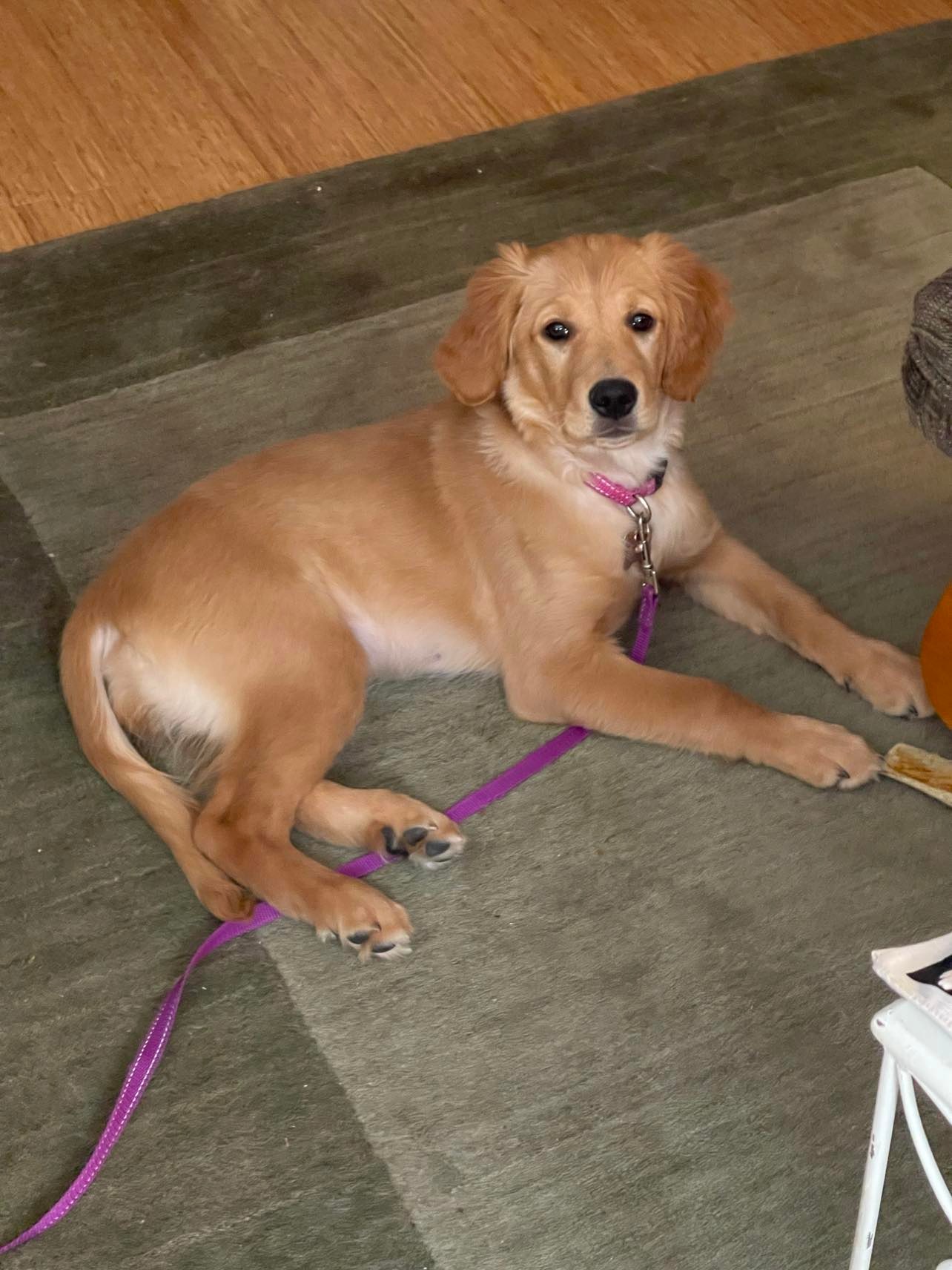 Country Squire Animal Hospital Oregon