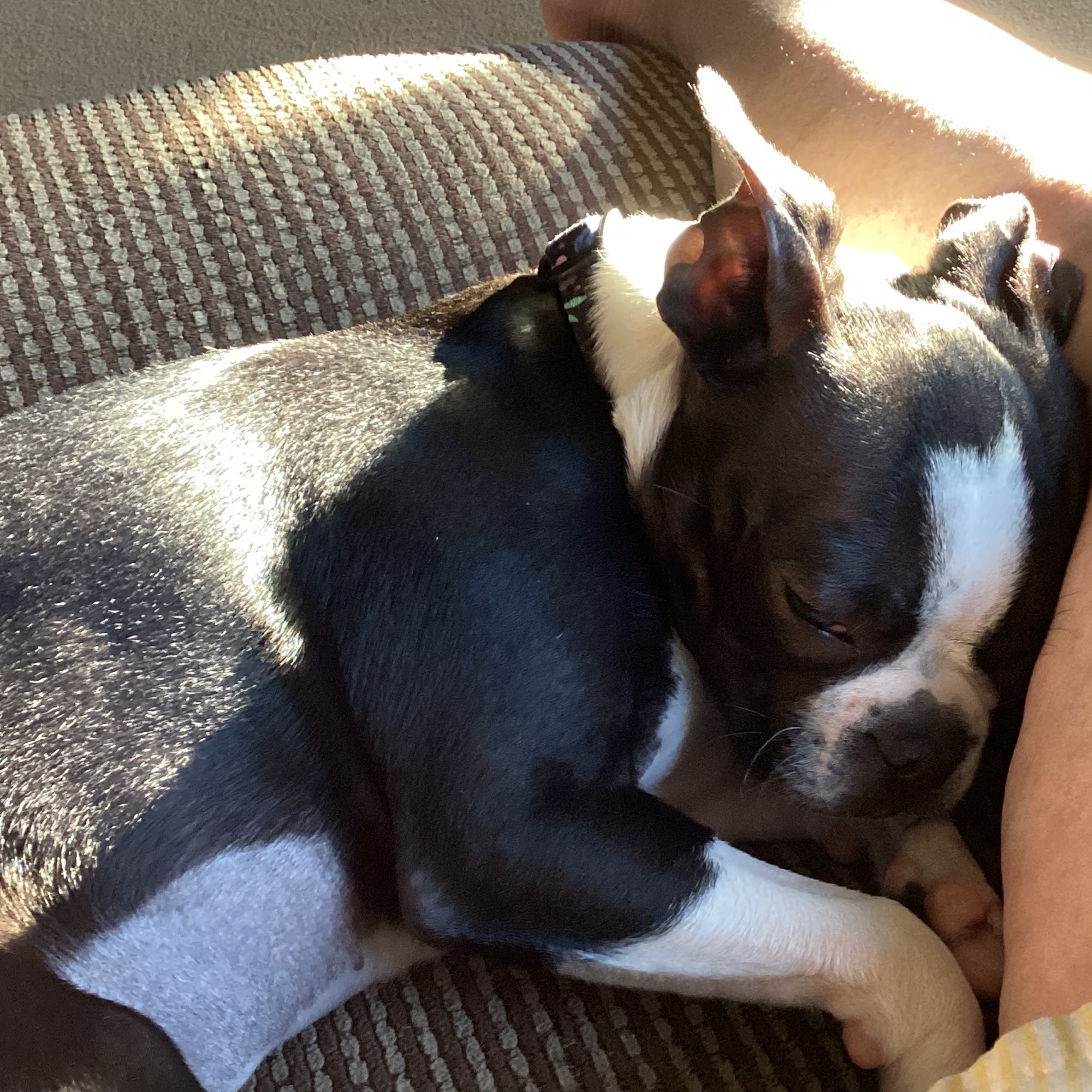 Orrville Veterinary Clinic Inc Orrville