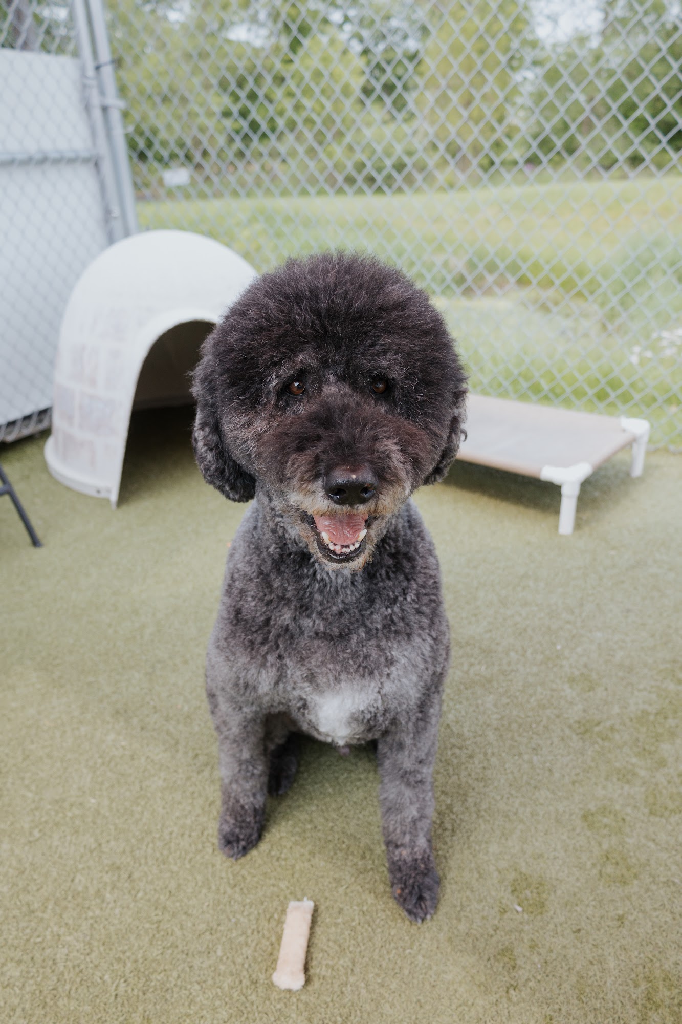 Orrville Pet Spa & Resort Orrville
