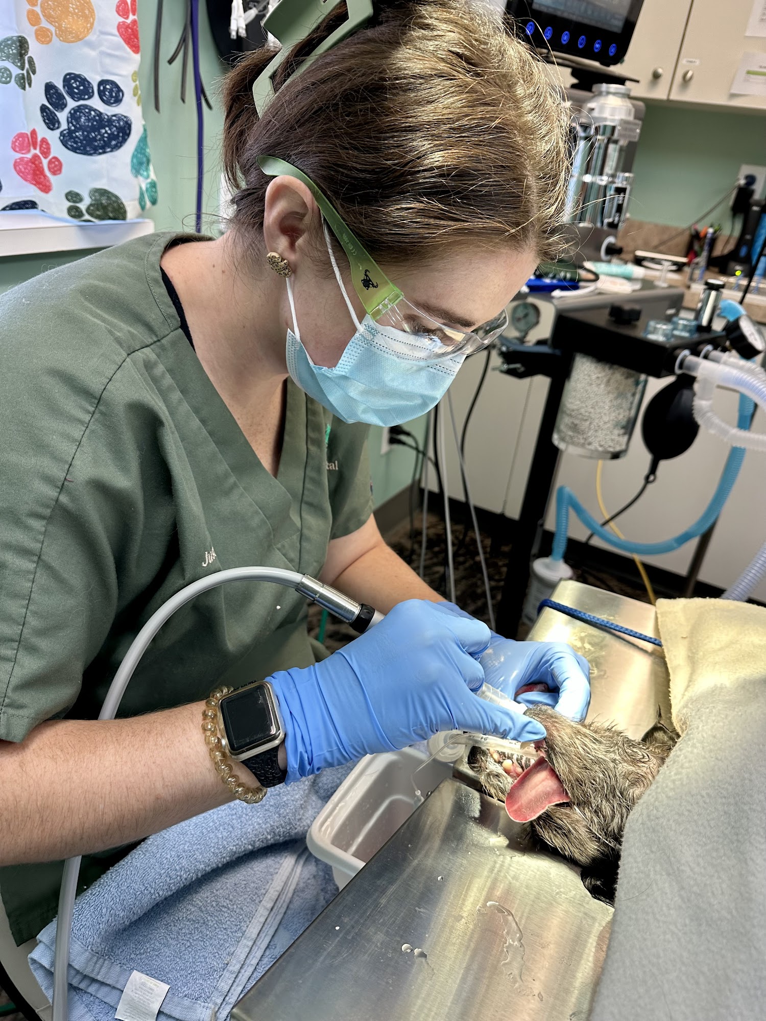 Animal Hospital of Orwell Orwell